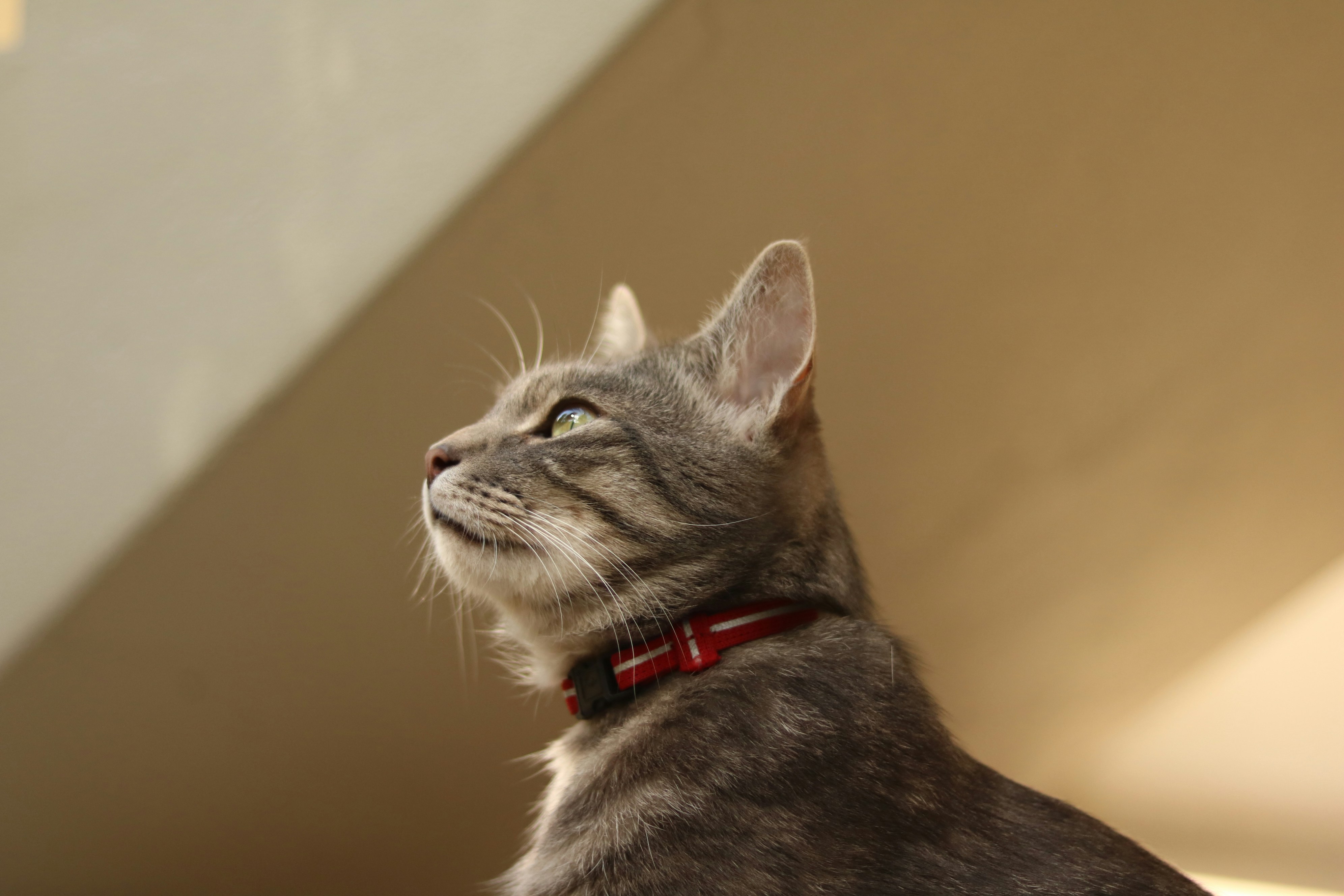 The Future of Pet Nutrition: Expert Forecasts 2026 Diet Trends