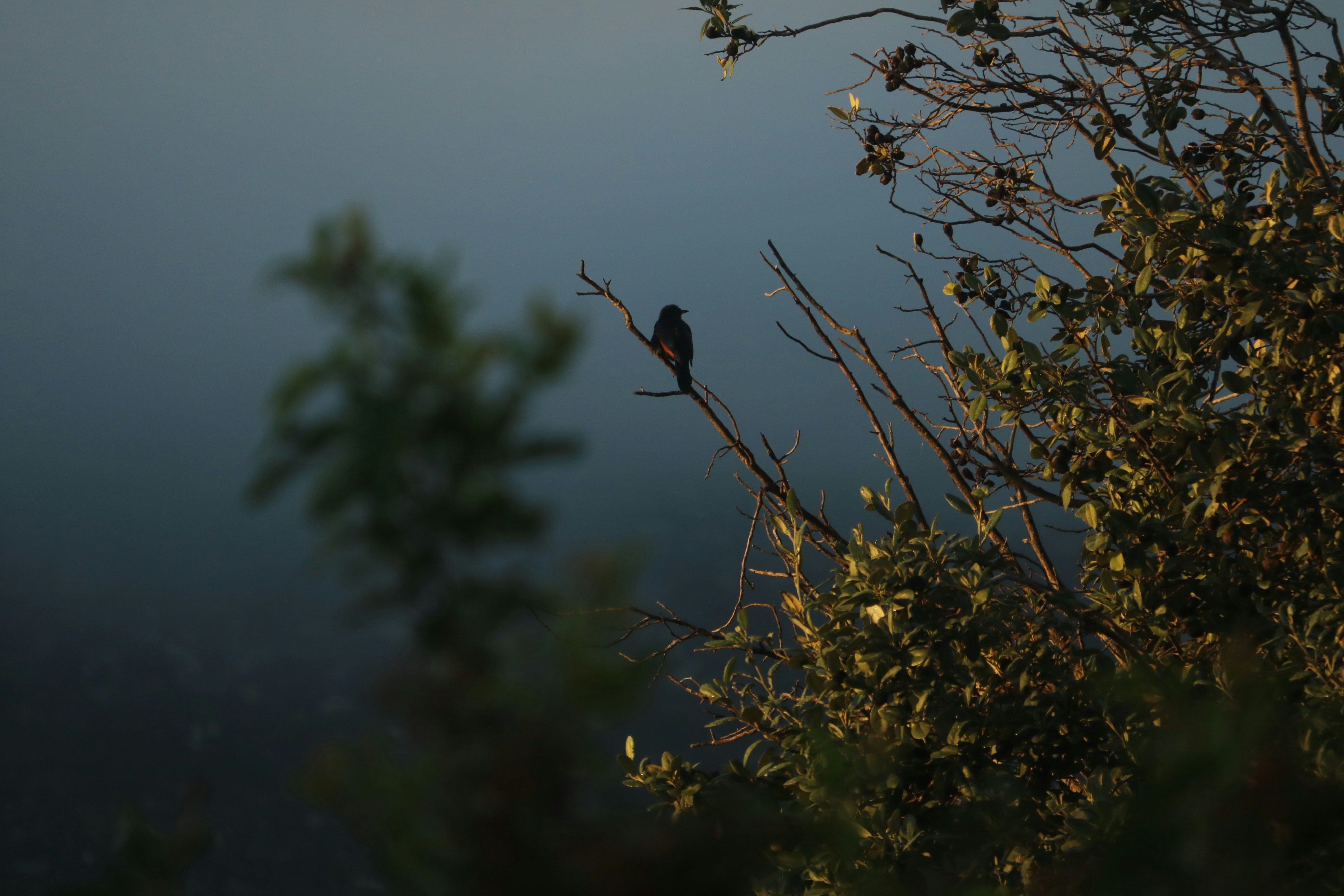 Photo by allysphotos