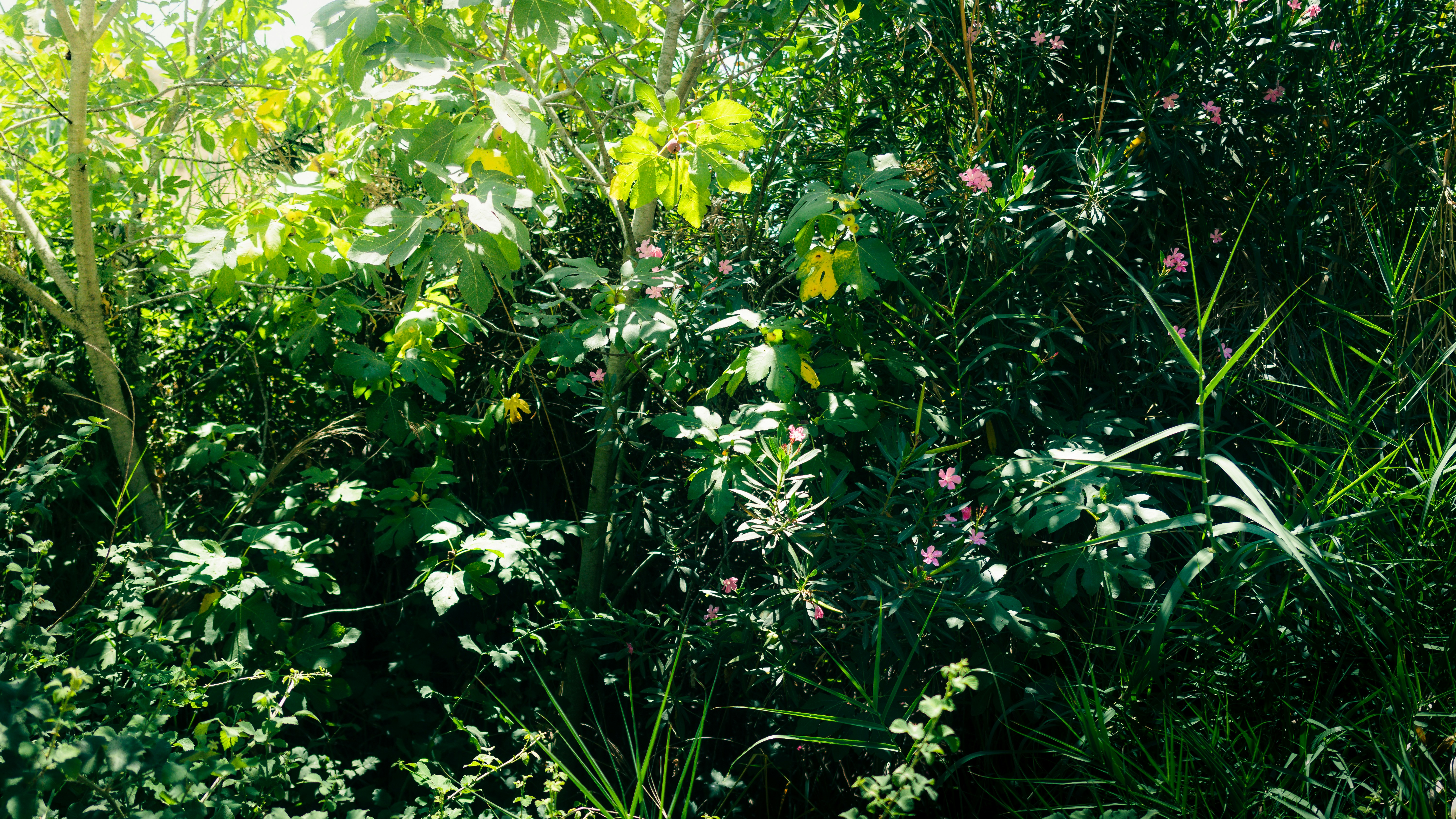Lush green foliage with small pink and yellow flowers.