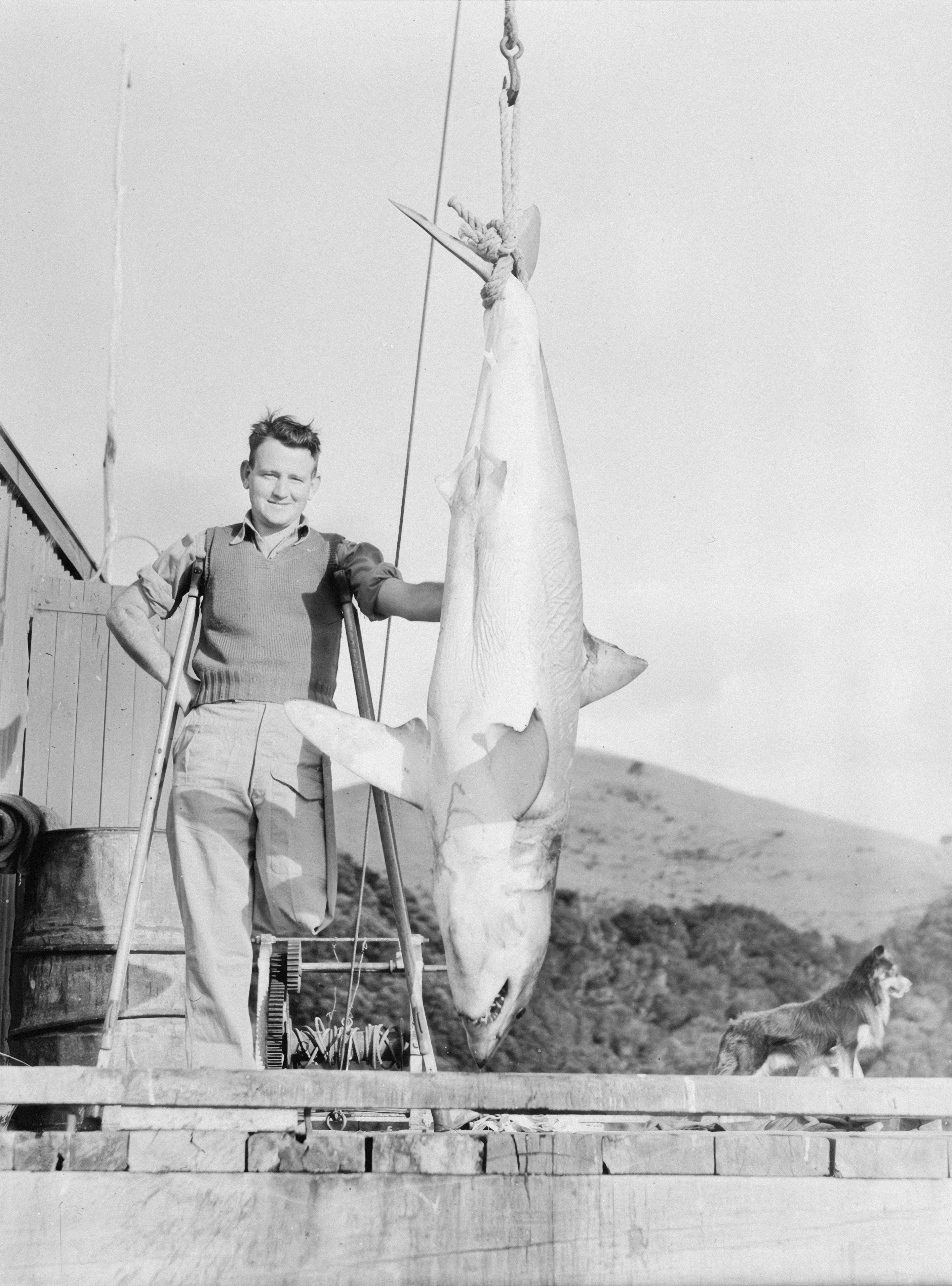 Man with a large shark hoisted by a crane
