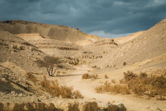 Arid desert landscape with sparse vegetation and dramatic sky