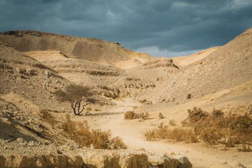 Arid desert landscape with sparse vegetation and dramatic sky