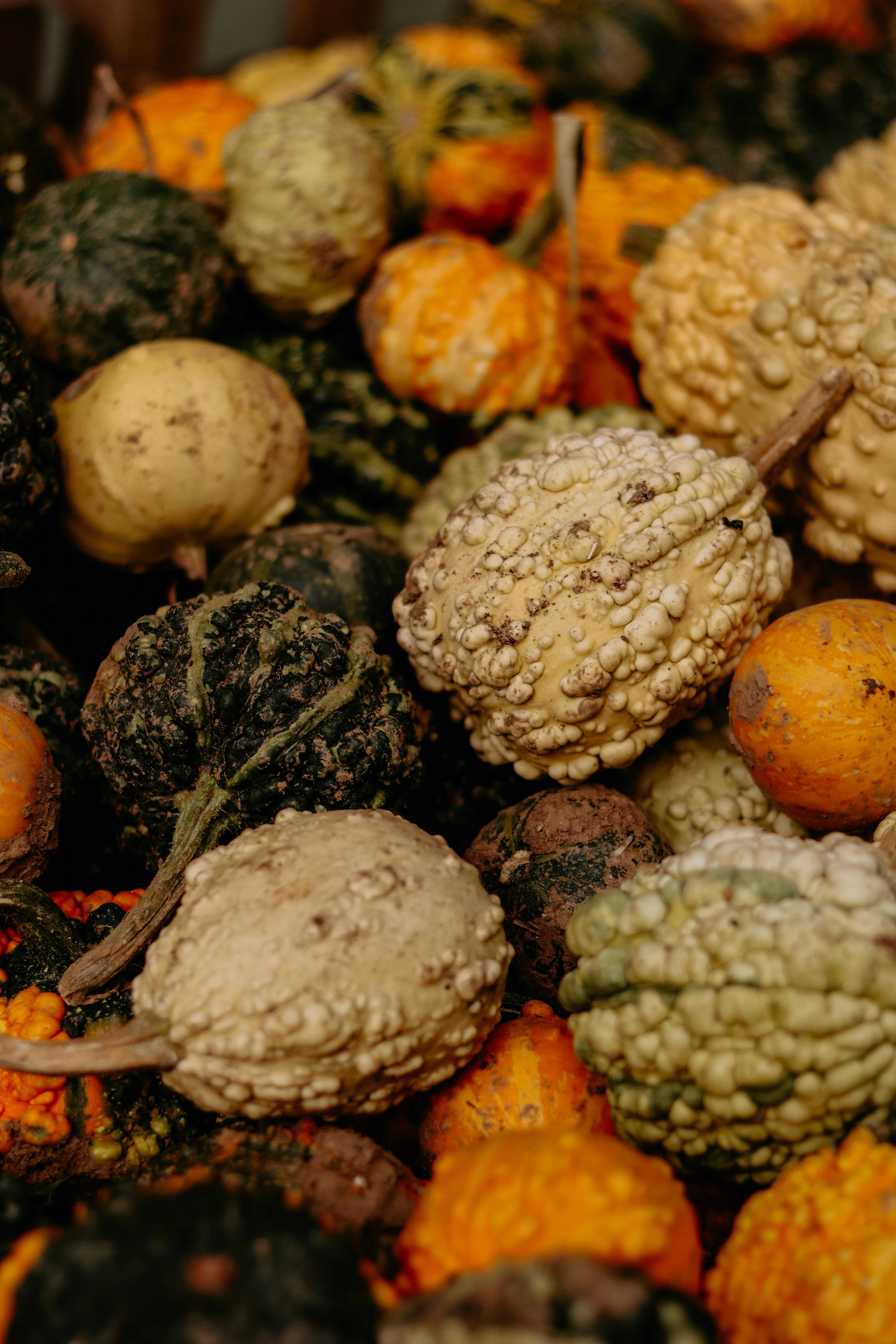 Un tas de courges bosselées de différentes couleurs.