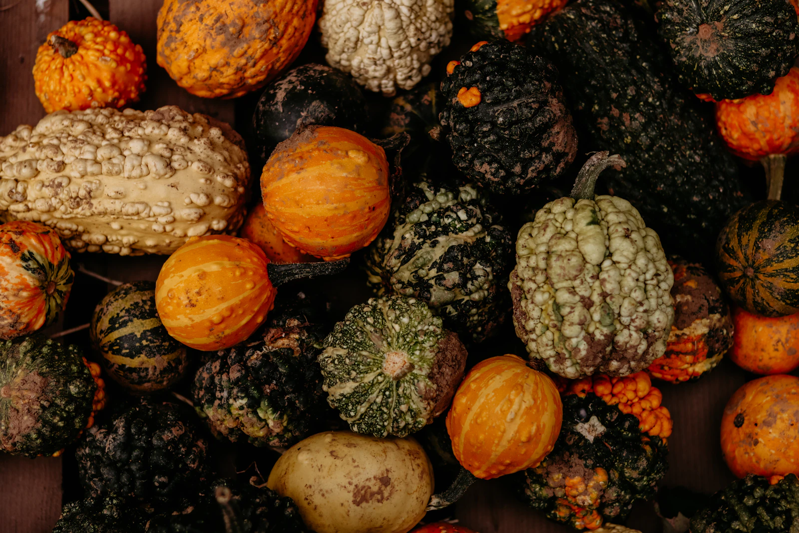 A variety of colorful gourds and pumpkins arranged together for a fall porch display