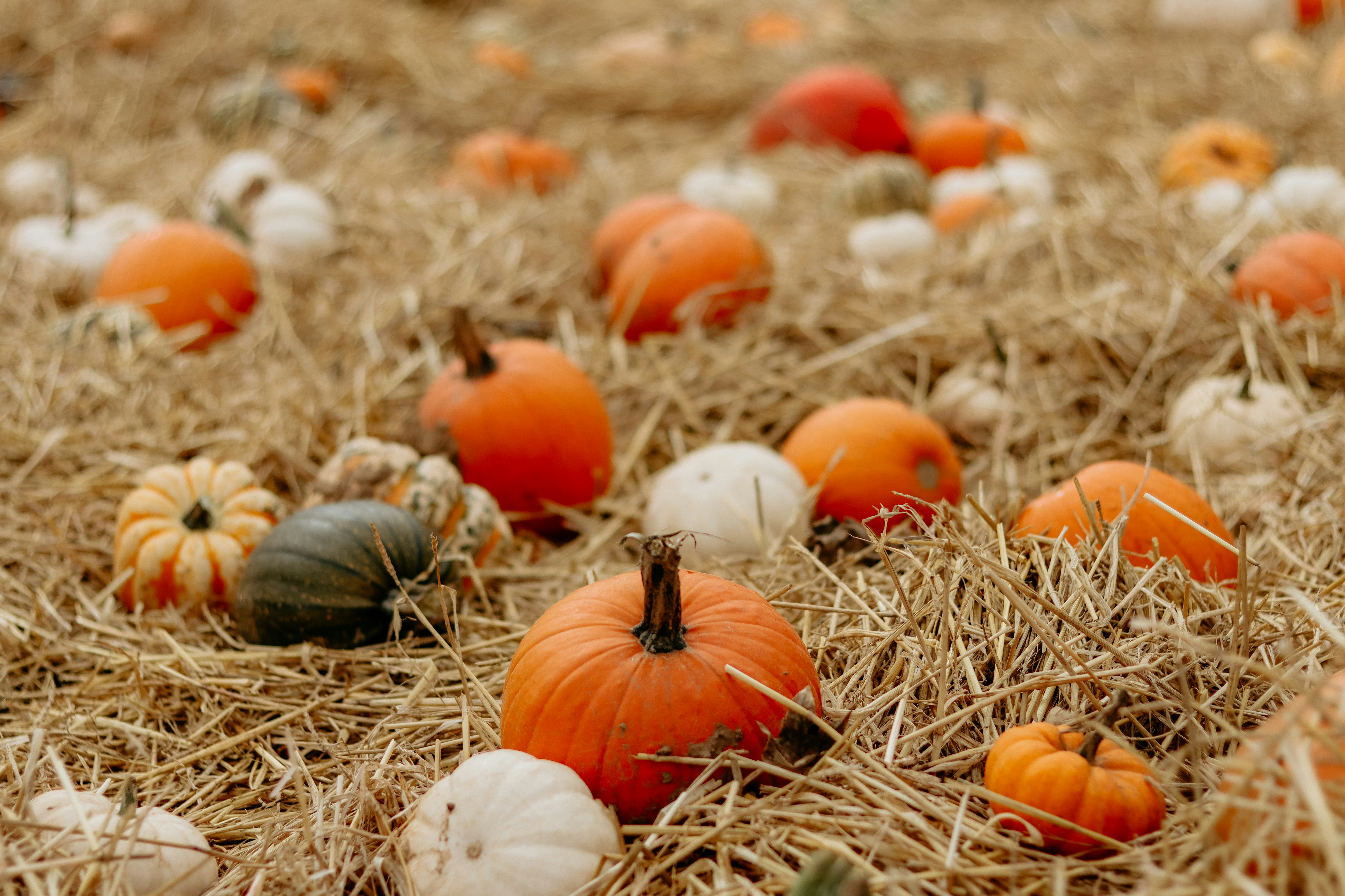 Diverses citrouilles et courges éparpillées sur le foin.