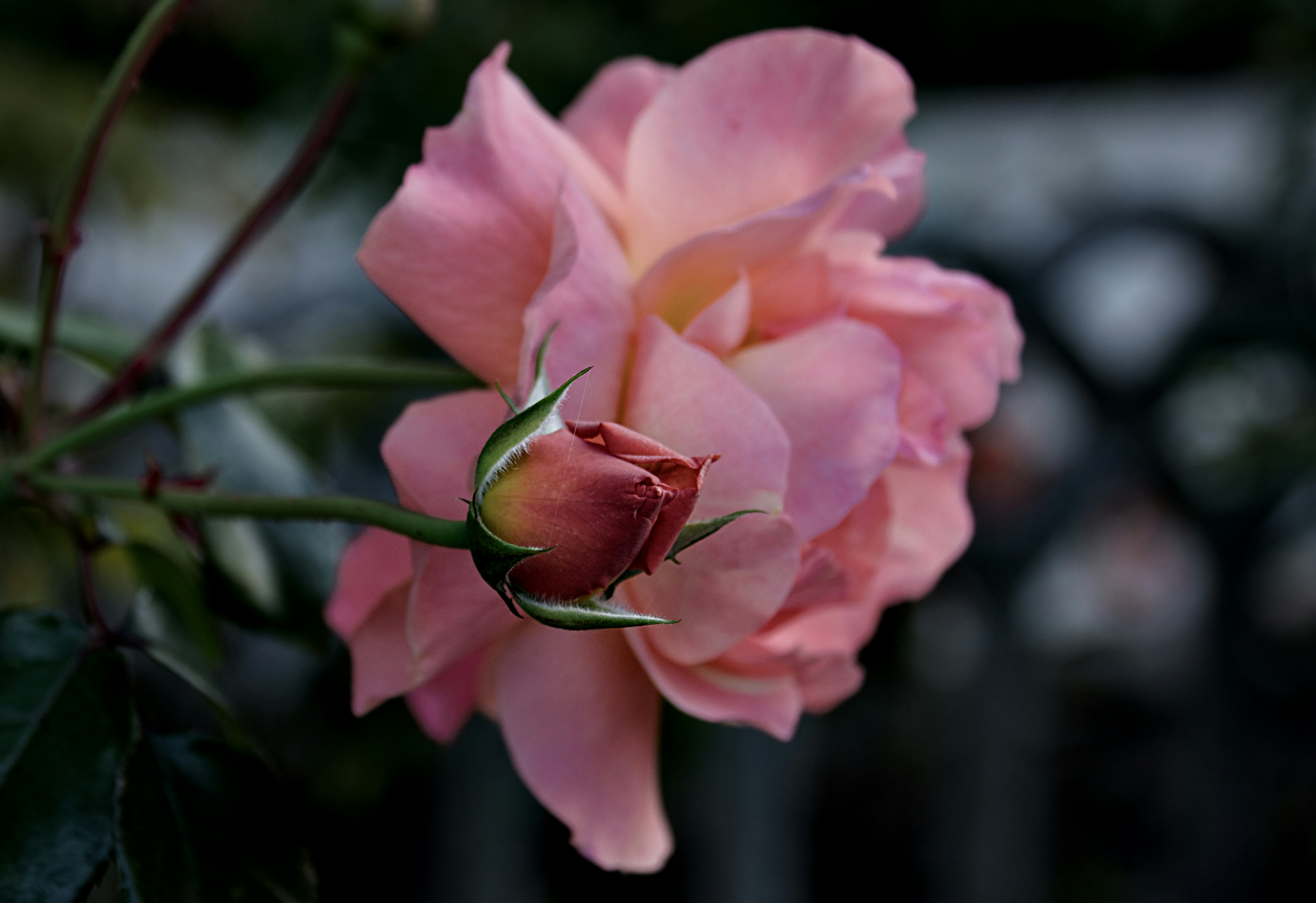 Photo by mariobeducci