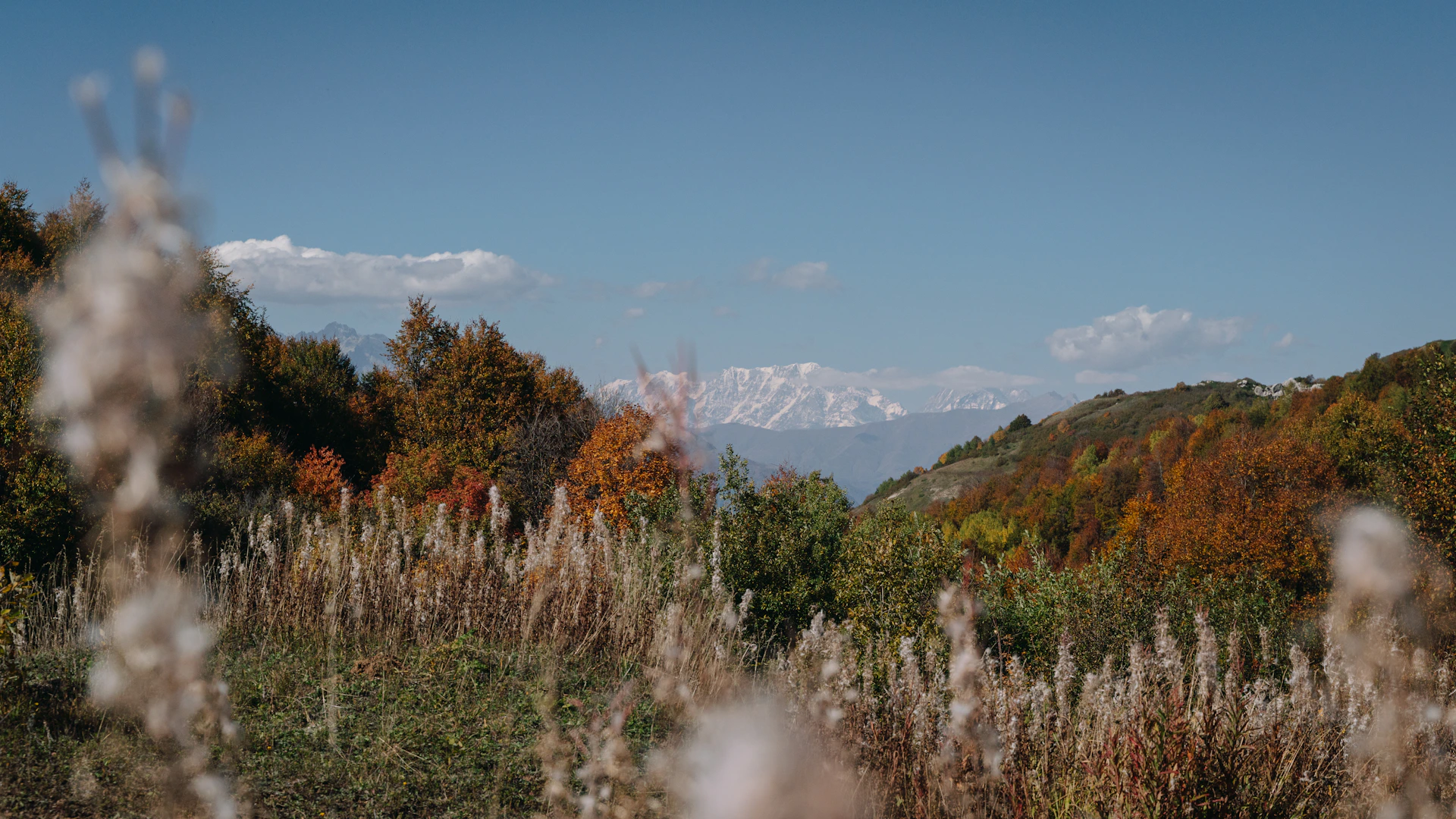 Autumn trees and snowy mountains under a clear sky