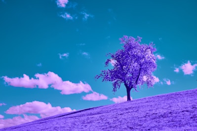 A solitary purple tree on a hill under clouds