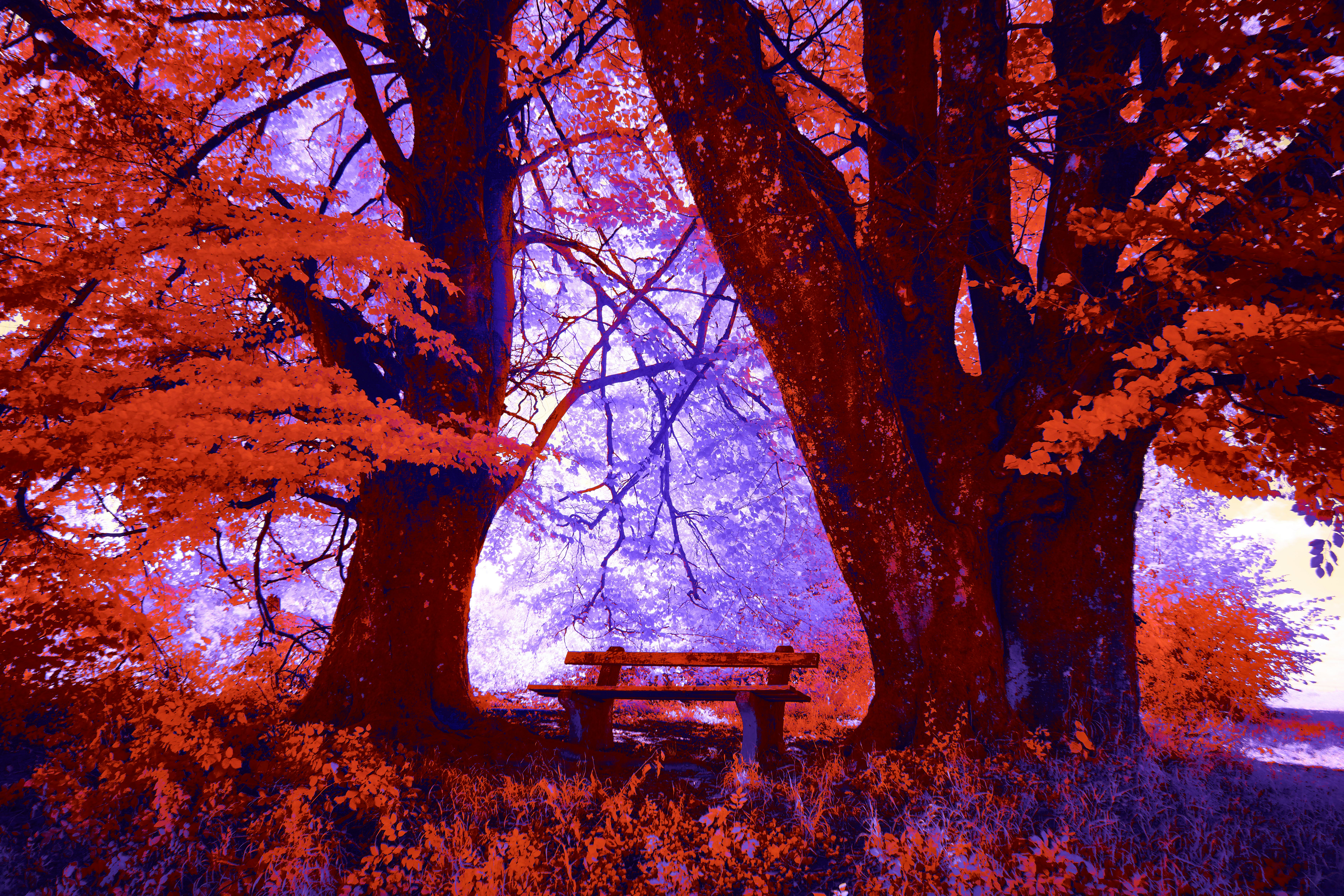 Two trees frame a bench in a vibrant forest.