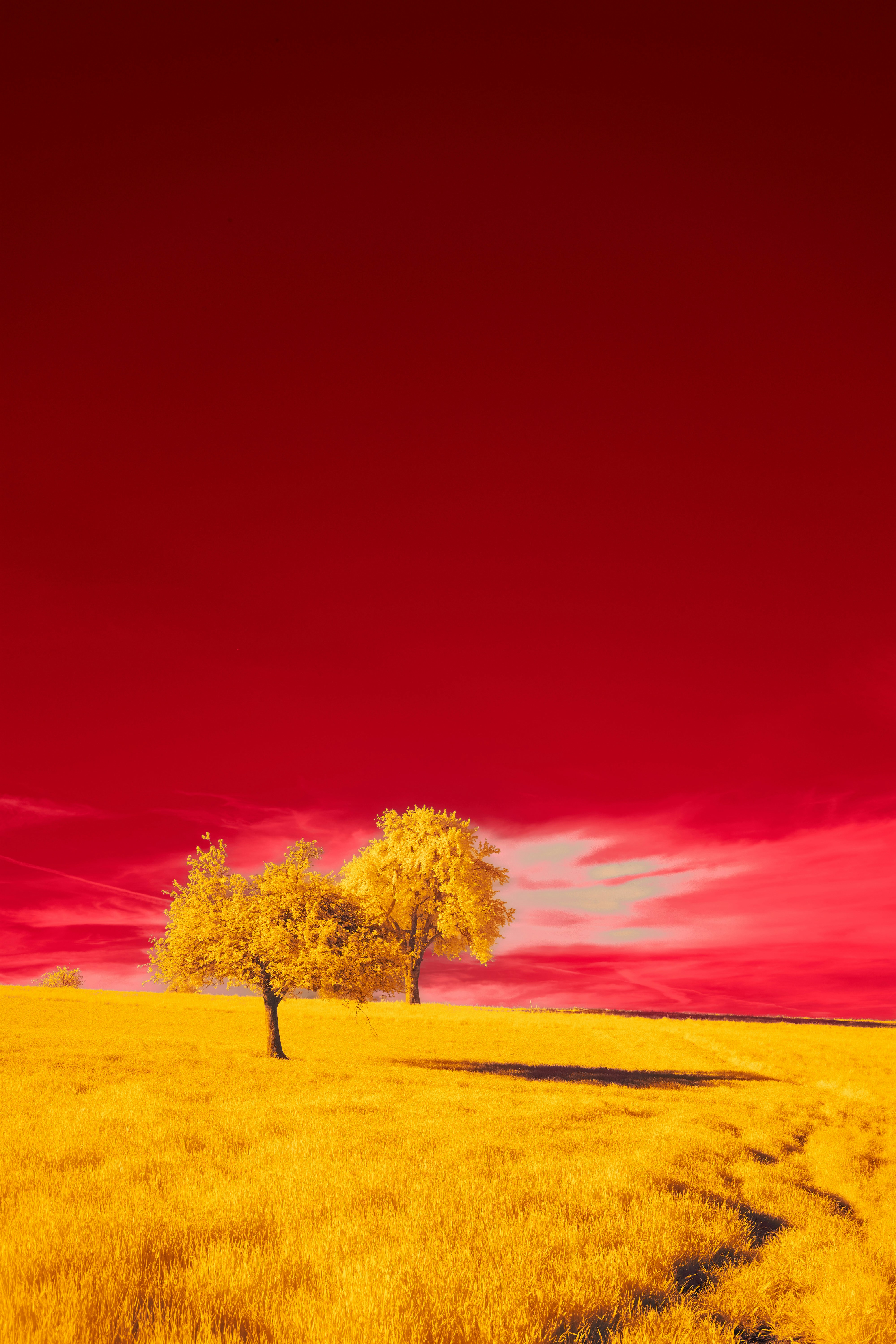 Photo by wolfgang_hasselmann