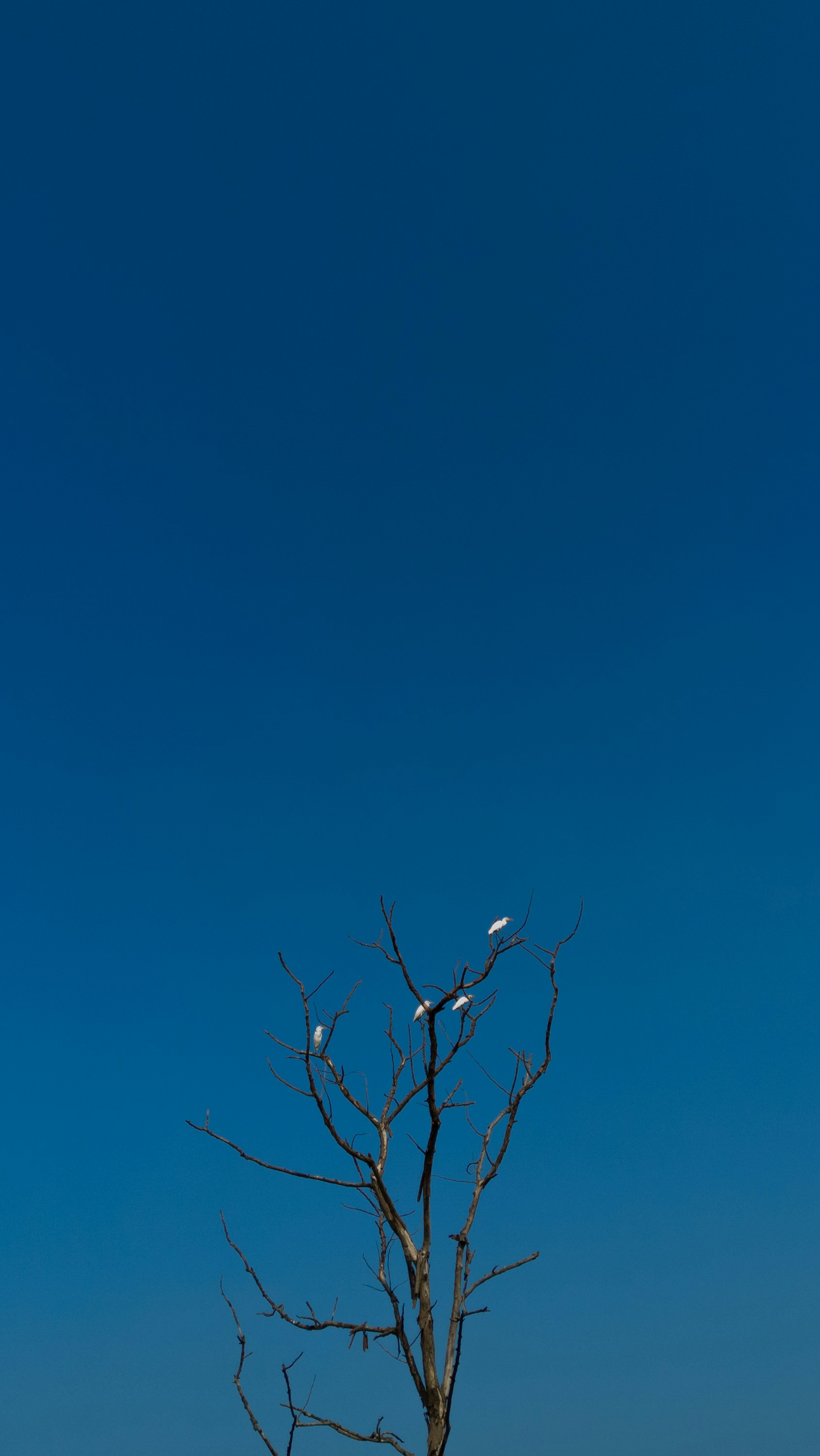 Photo by dipanshubhandekar