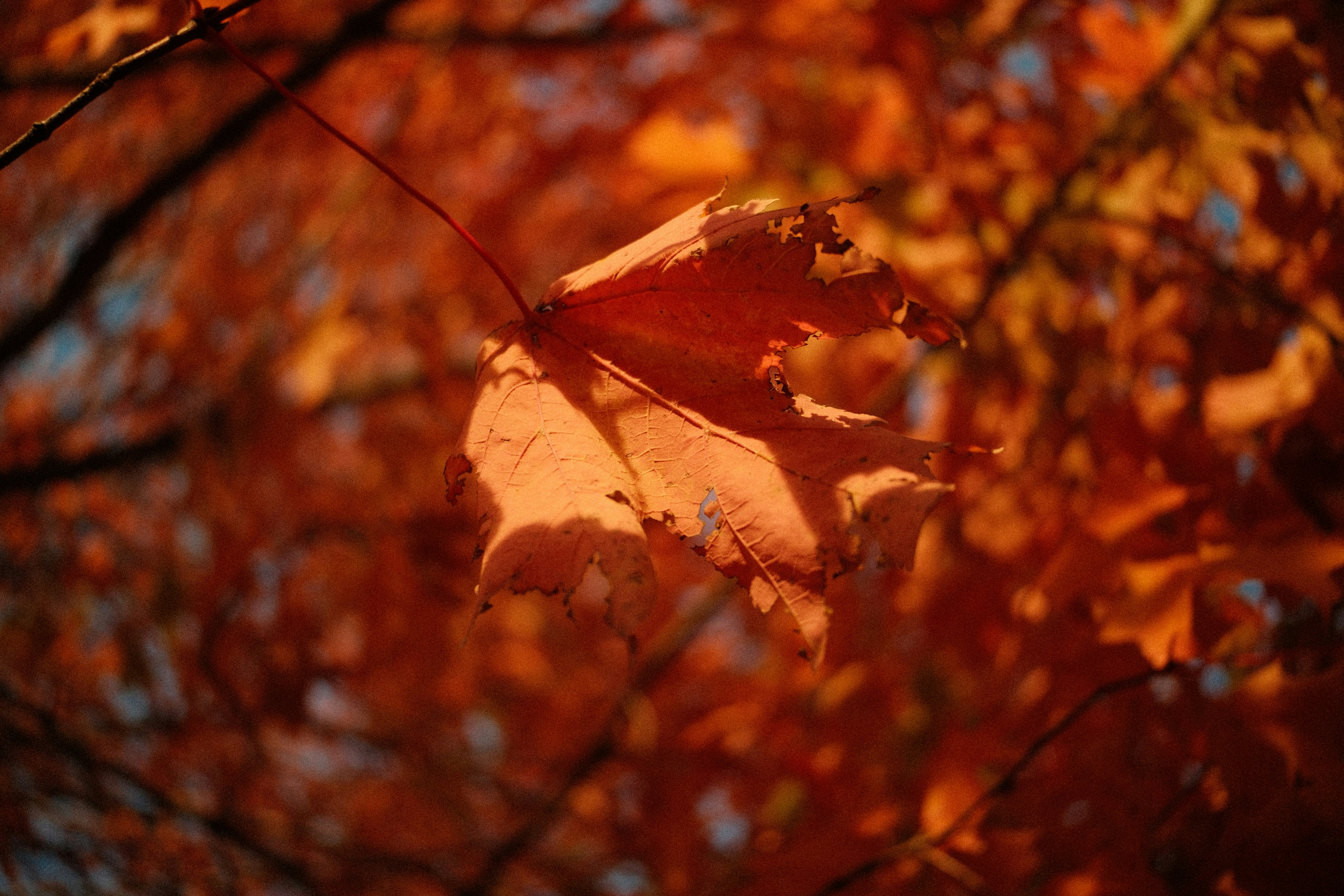 Photo by lilalbie