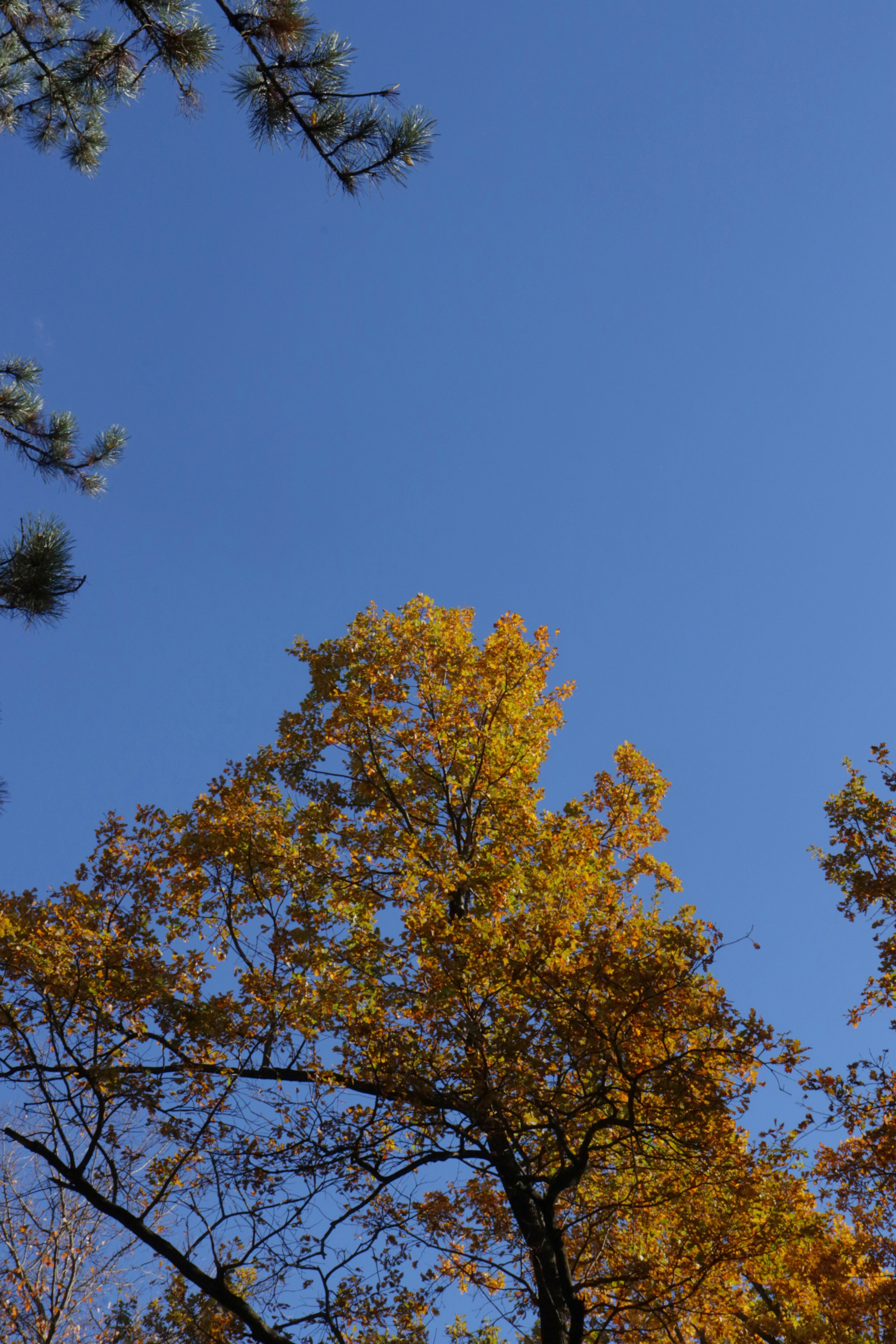 Photo by bored_mongoose