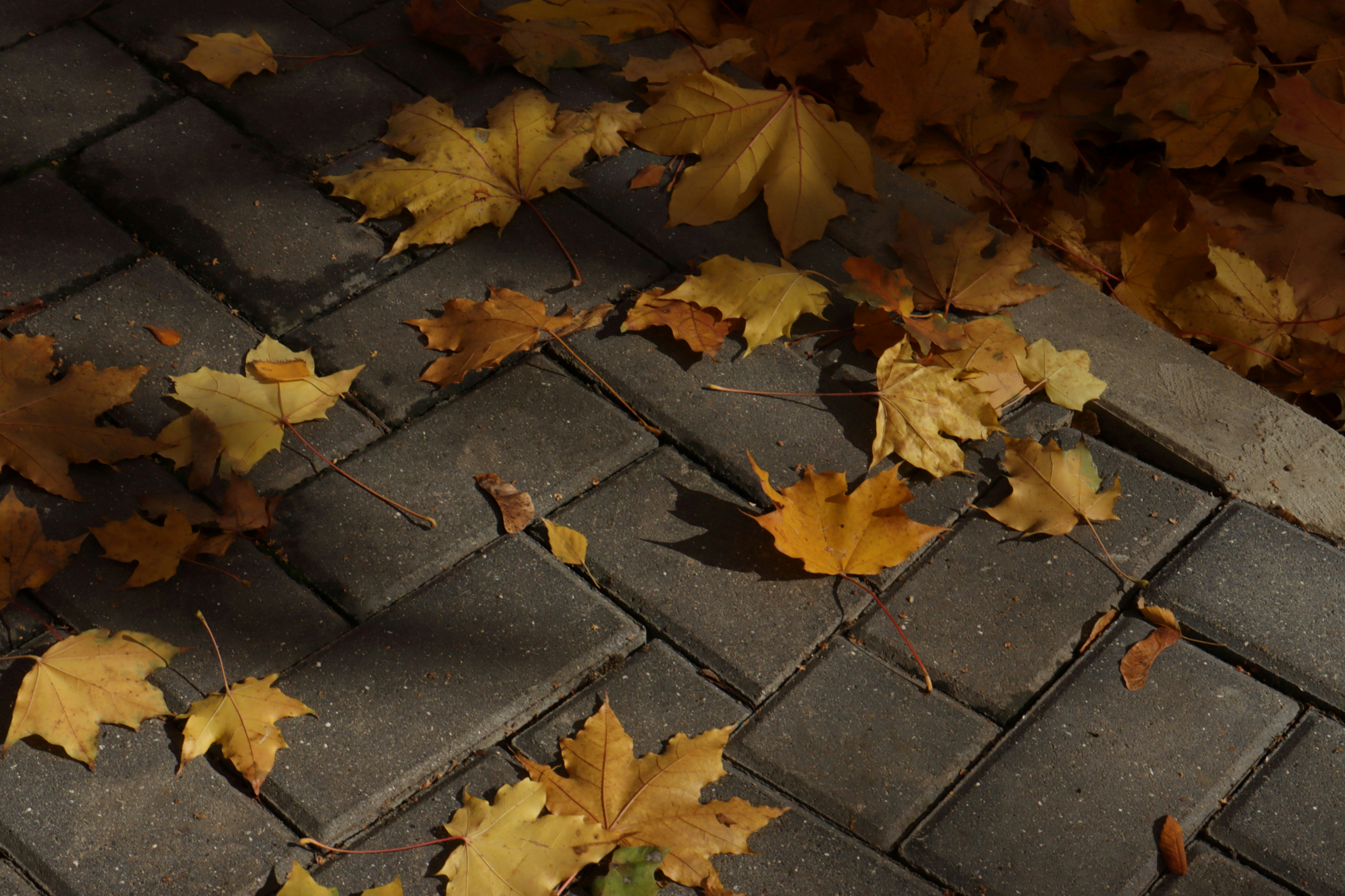 Photo by bored_mongoose