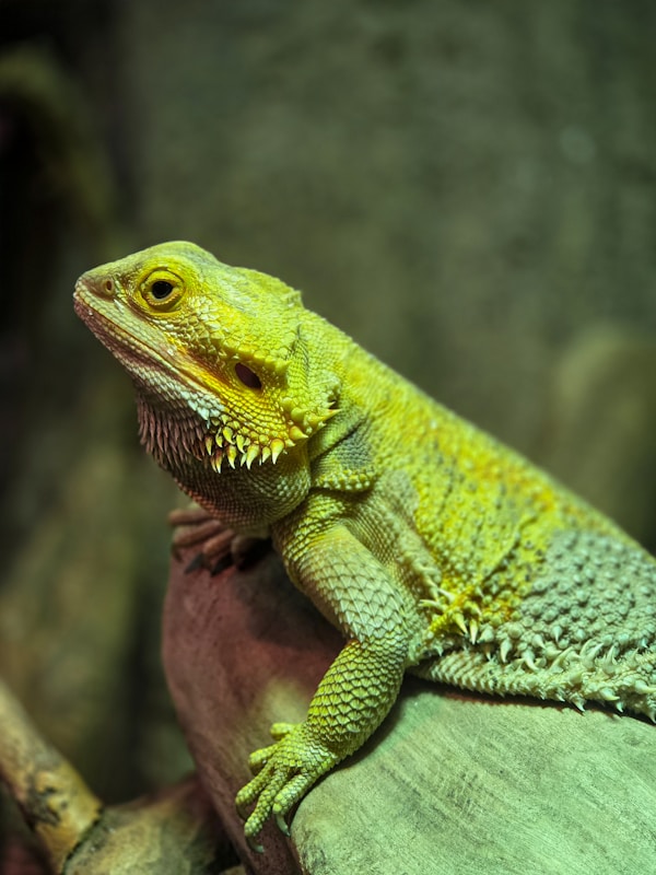 A bearded dragon being cared for by a Reptisitter sitter