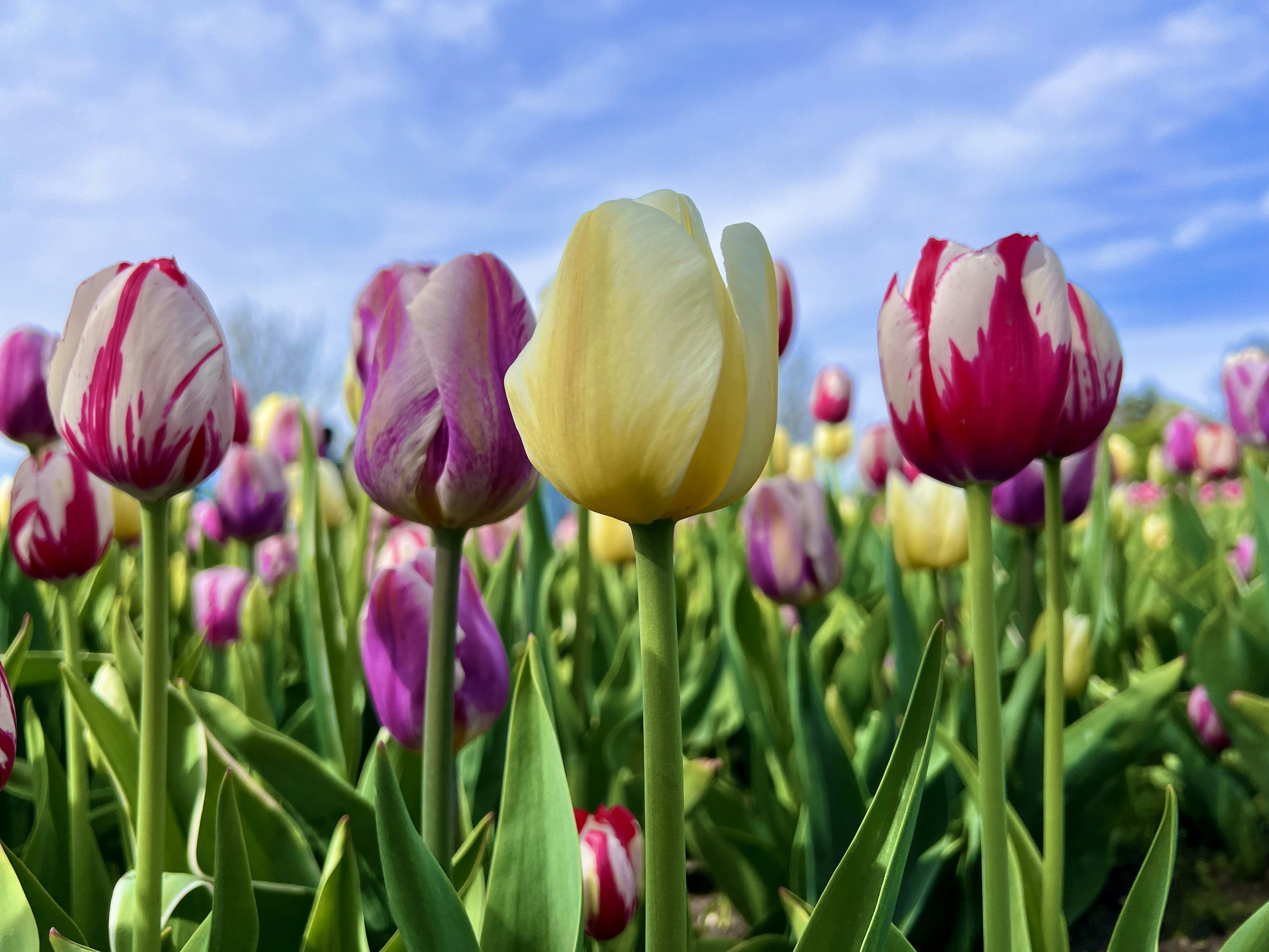 Campo di tulipani colorati sotto un cielo blu