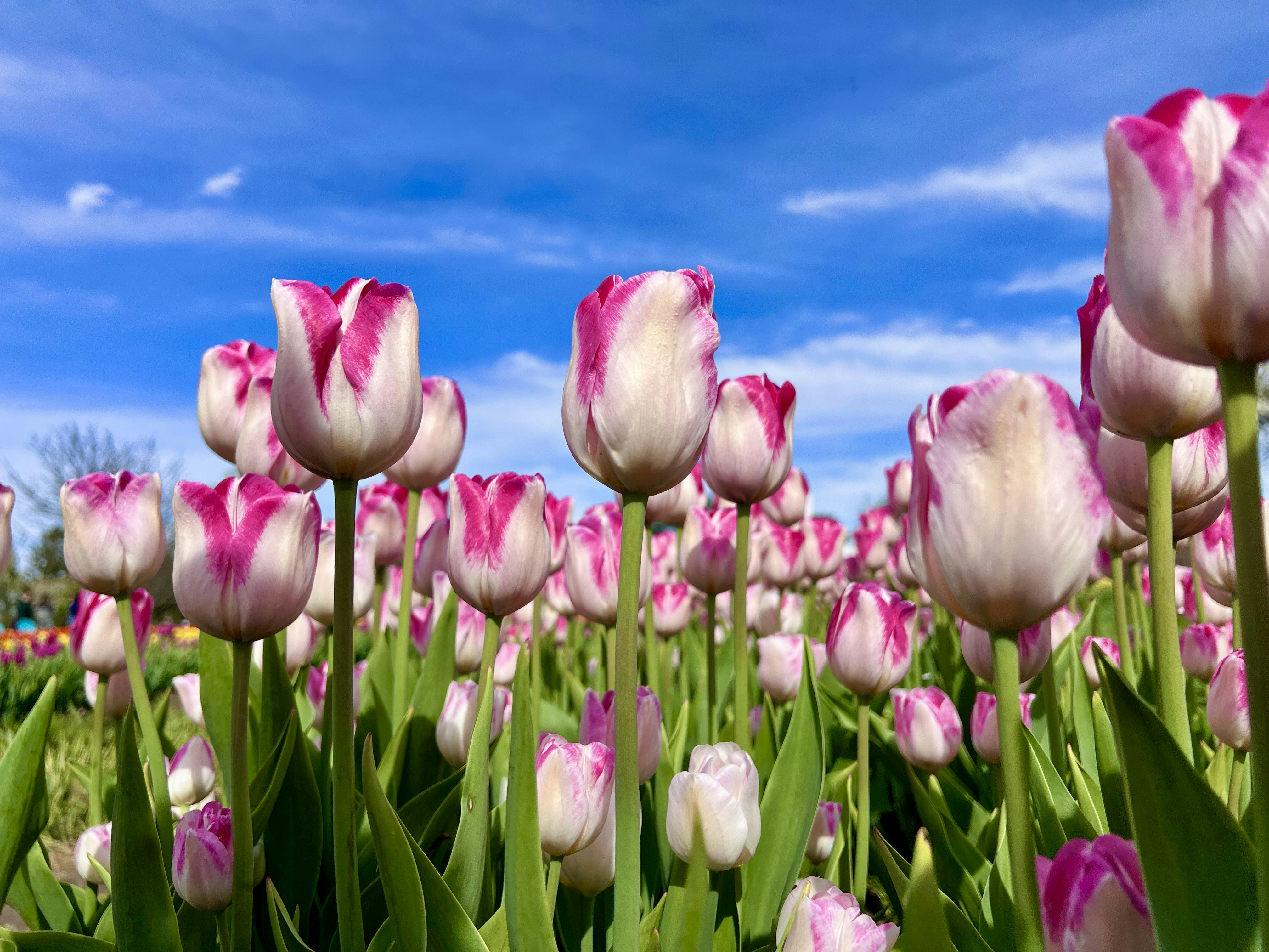 Campo di tulipani rosa e bianchi sotto il cielo blu
