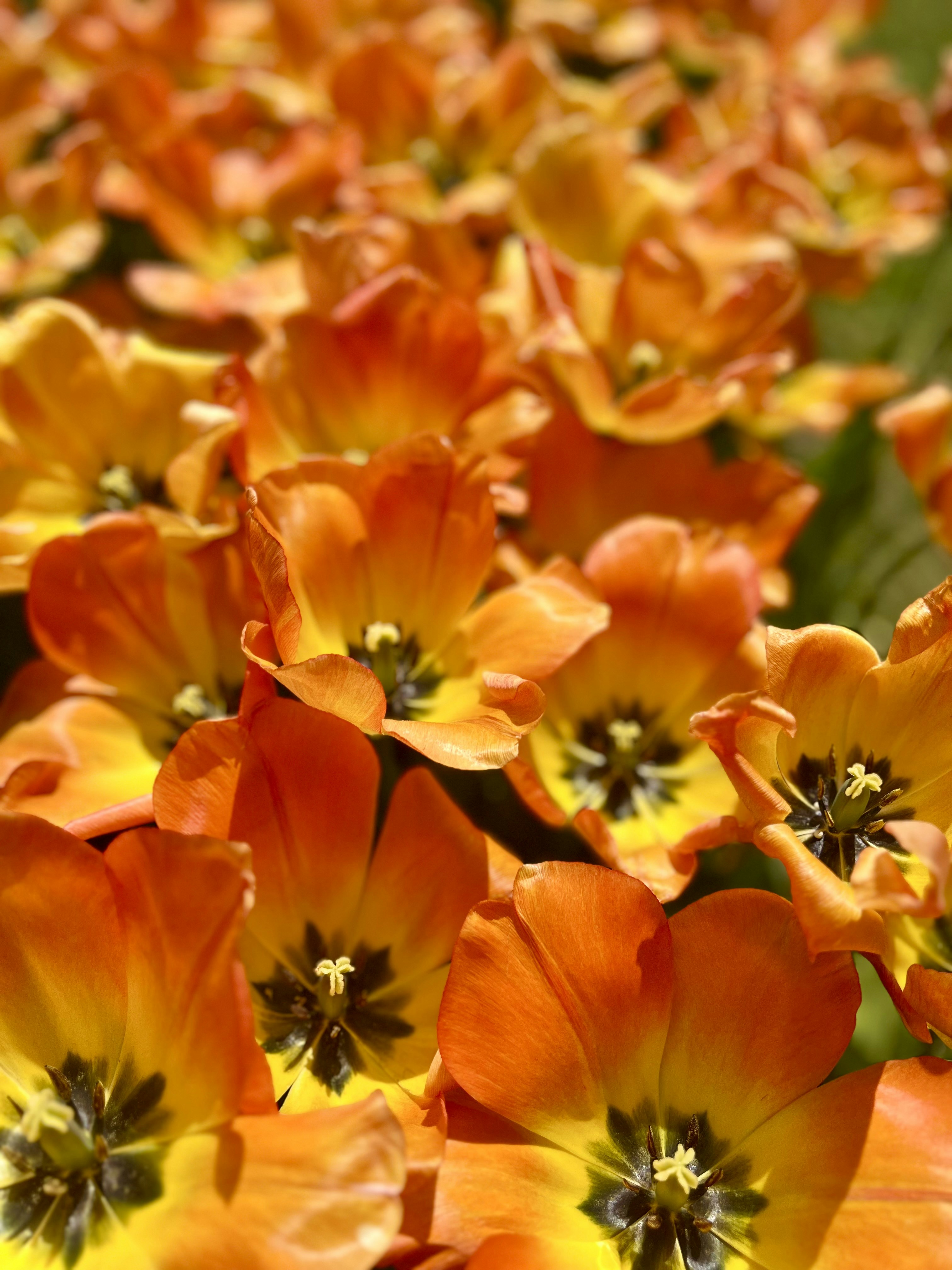 Un campo di vivaci tulipani arancioni in fiore.