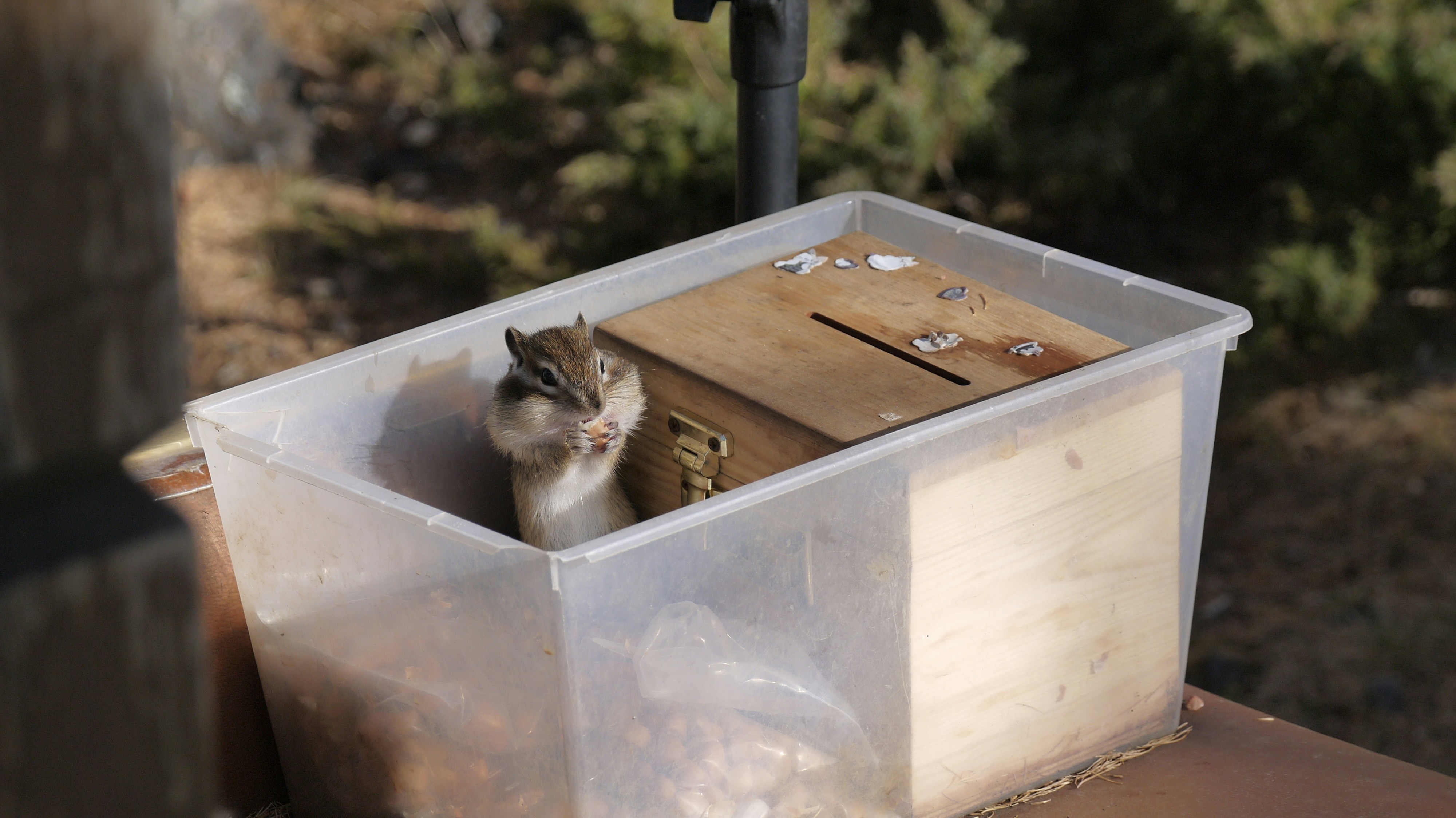 Two chipmunks peek out from a plastic container.