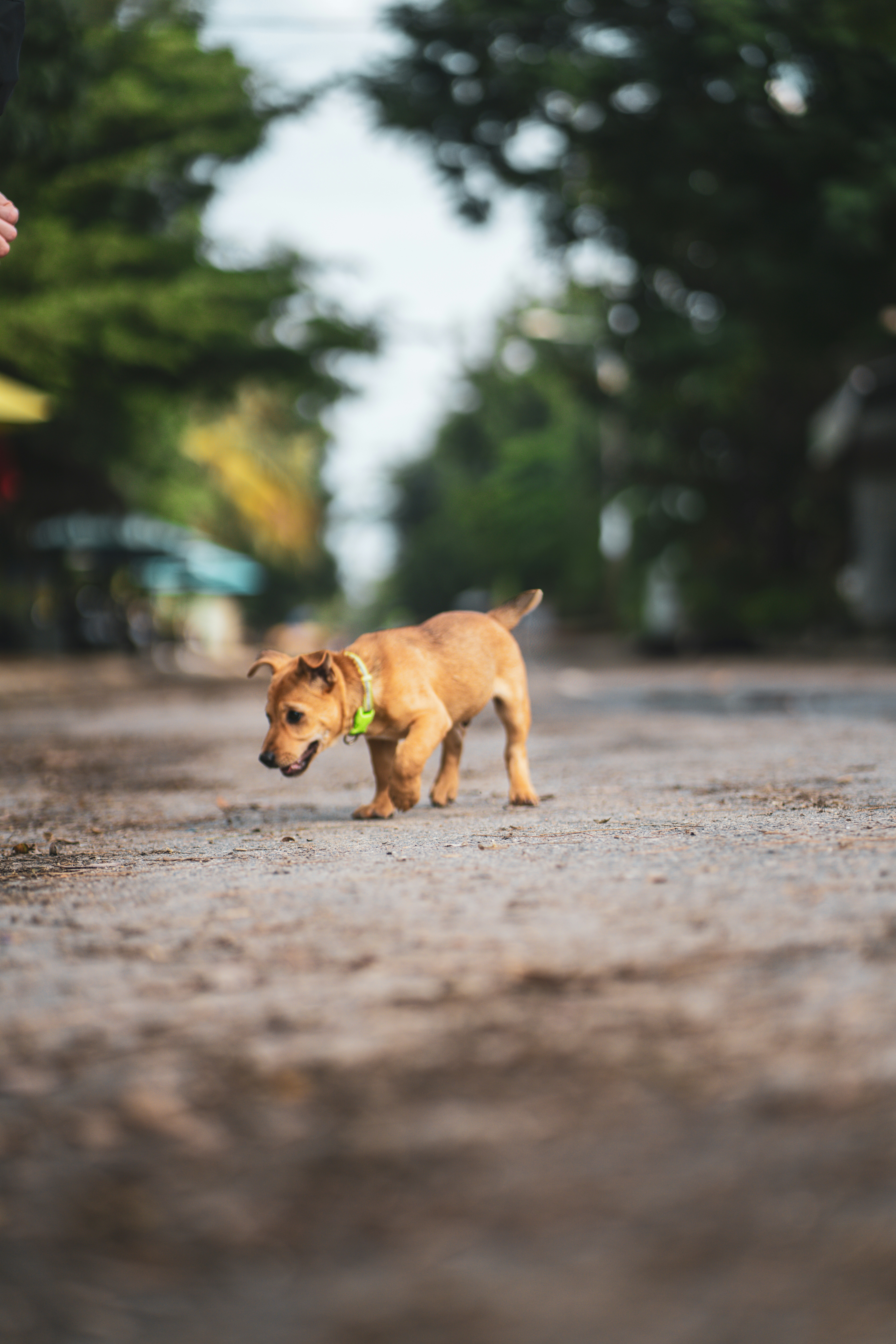 A small brown puppy walks on a dirt road.