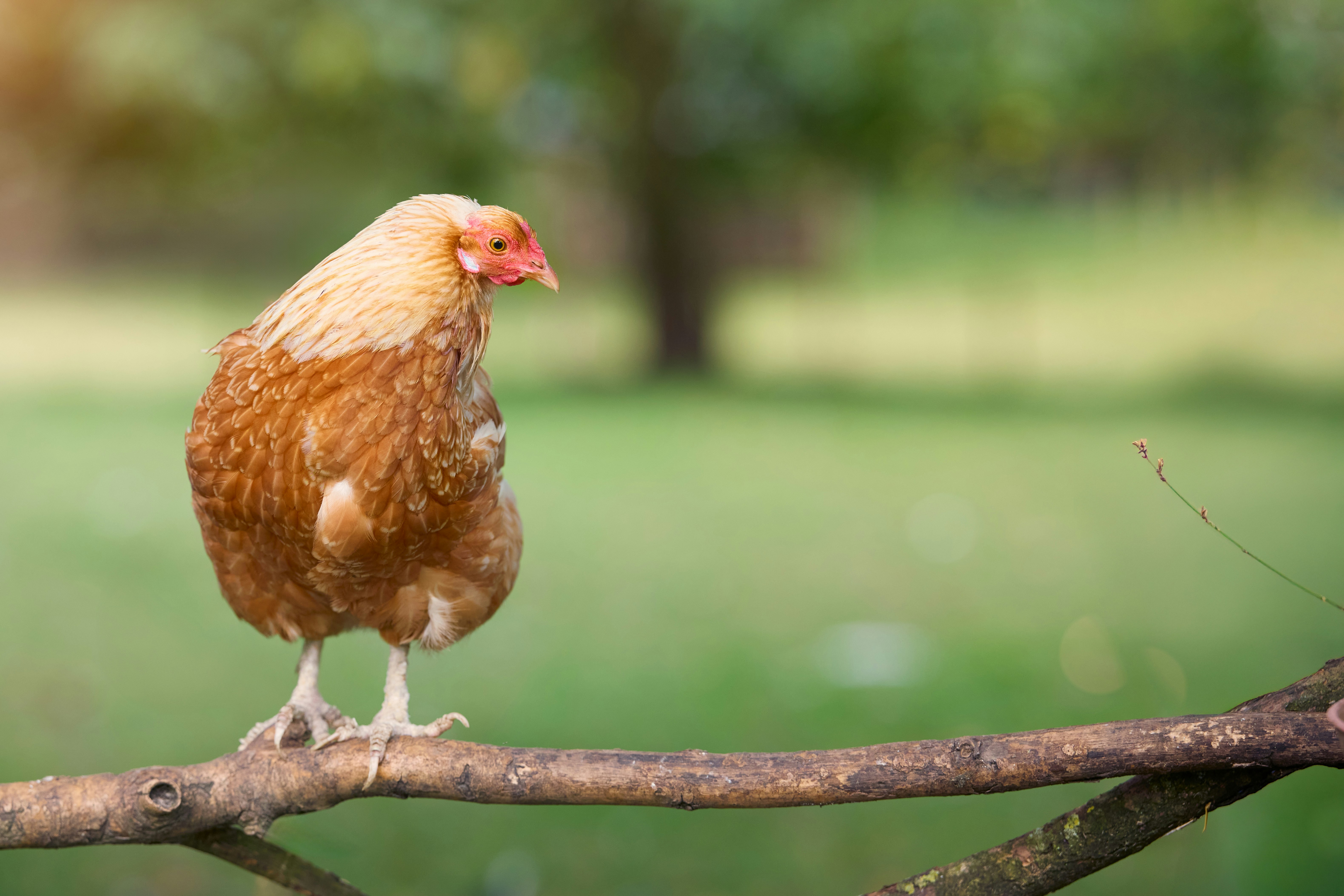 Photo by erwinbosman