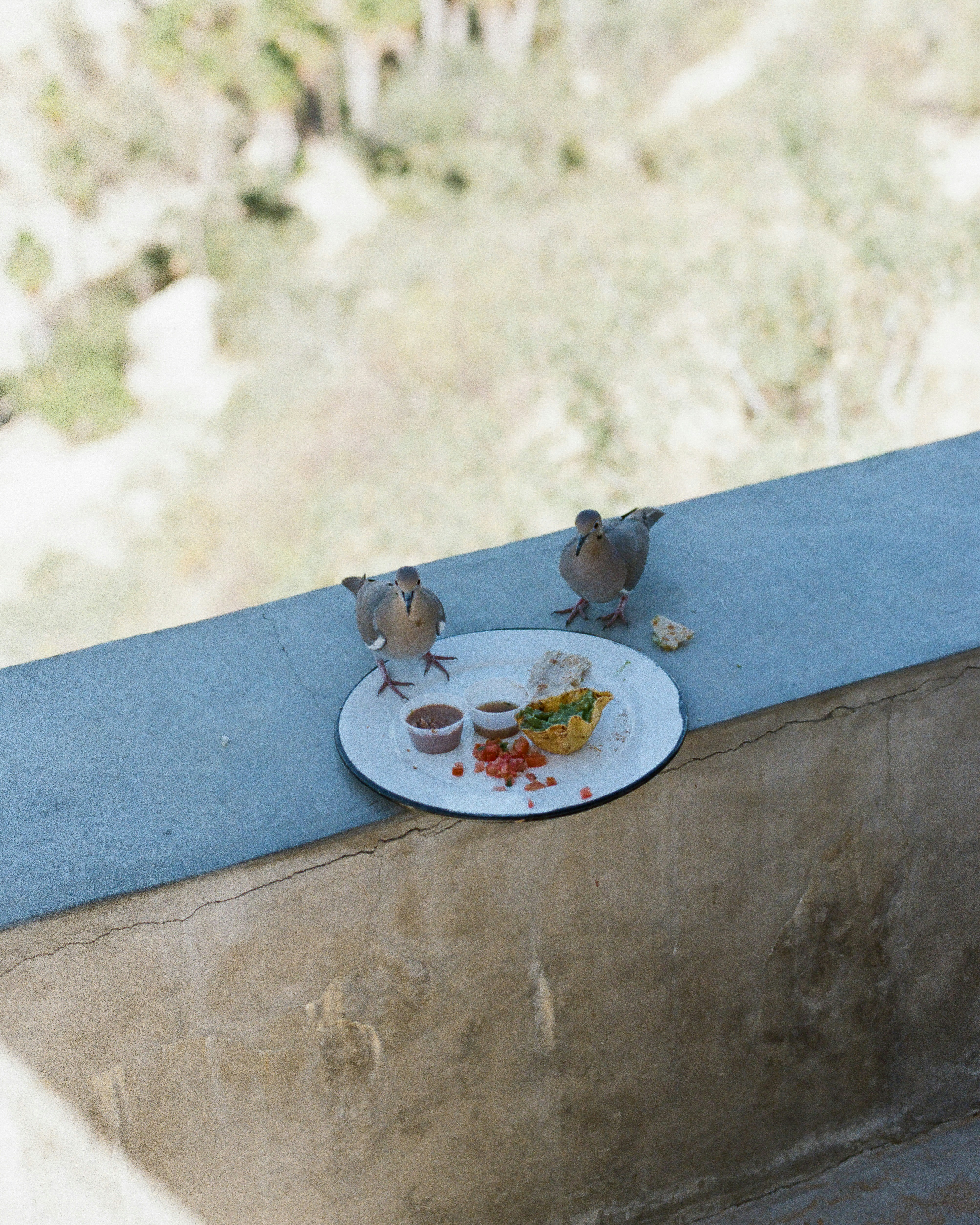 Two doves eating from a plate on a ledge.