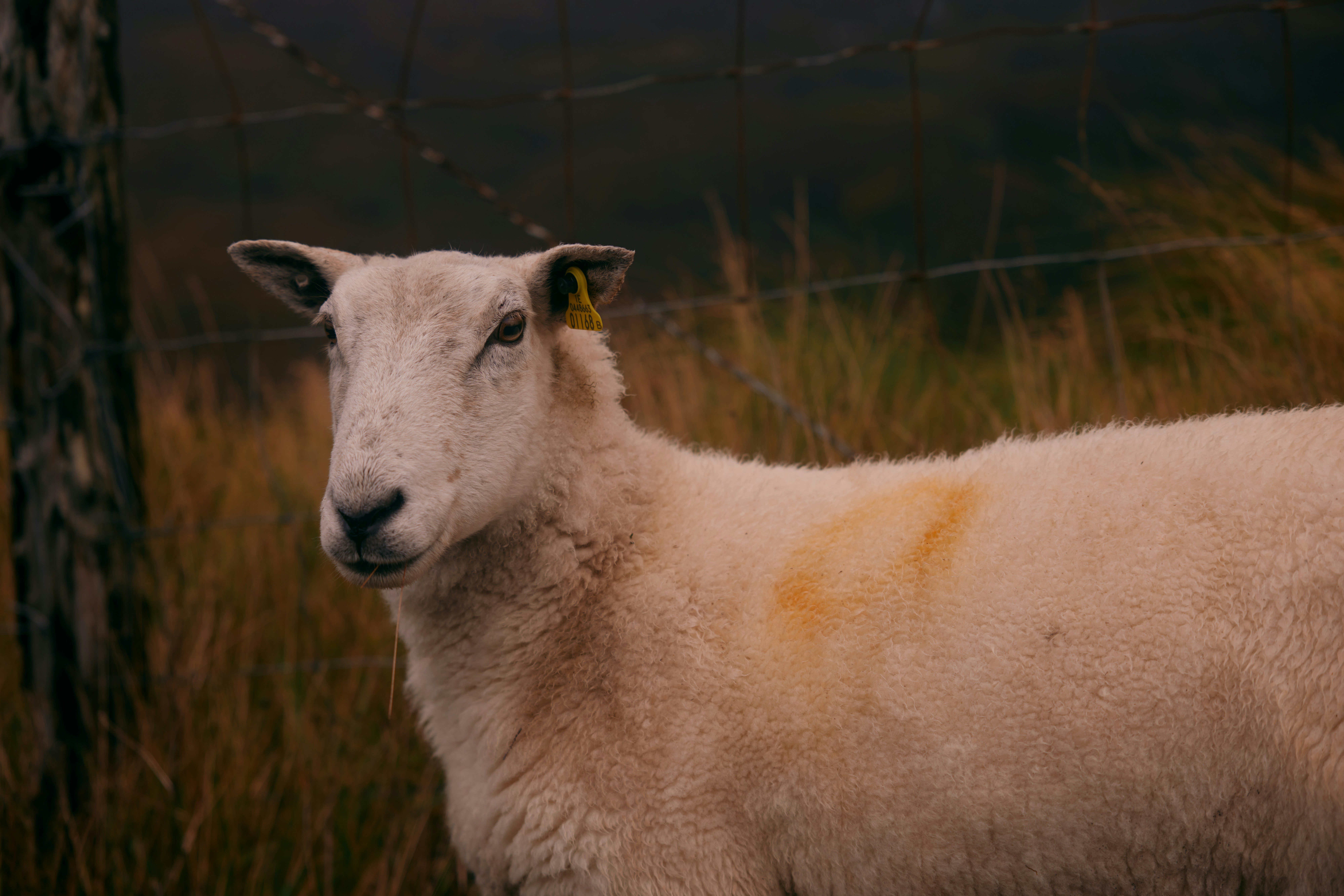 Ein Schaf mit einem gelben Schild steht auf einem Feld.