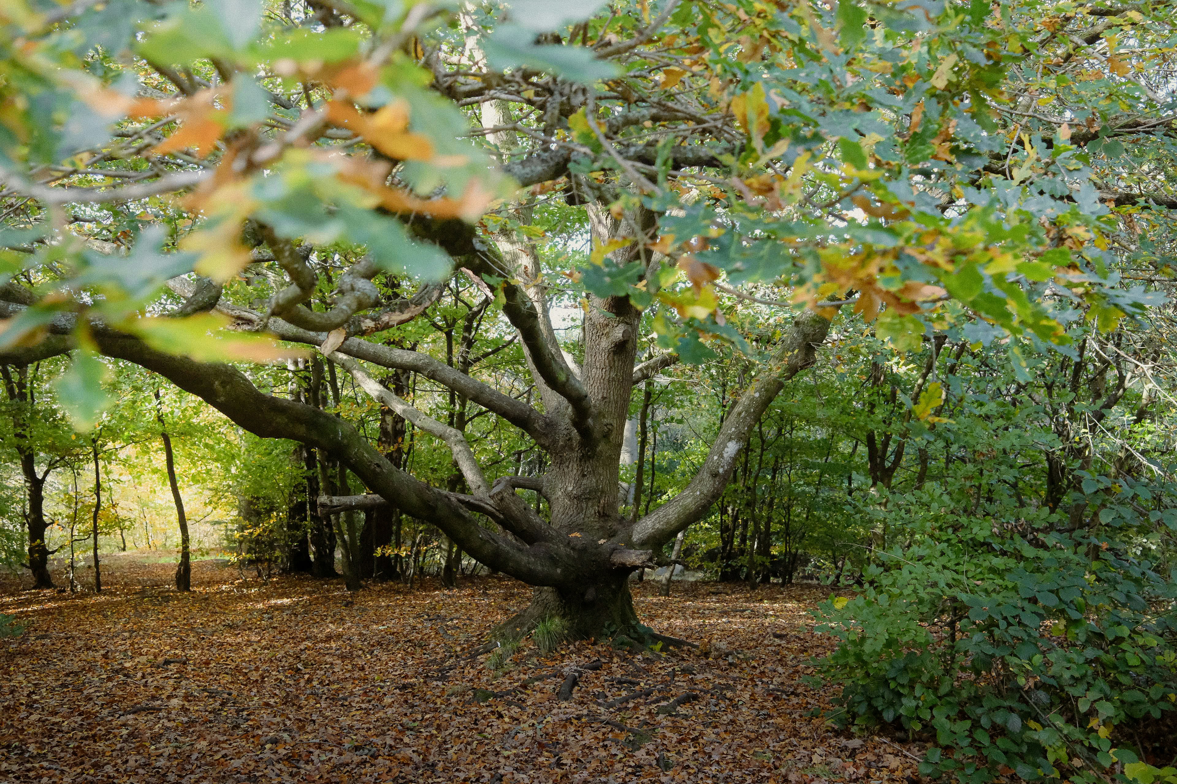 Large oak tree with autumn leaves on the ground.