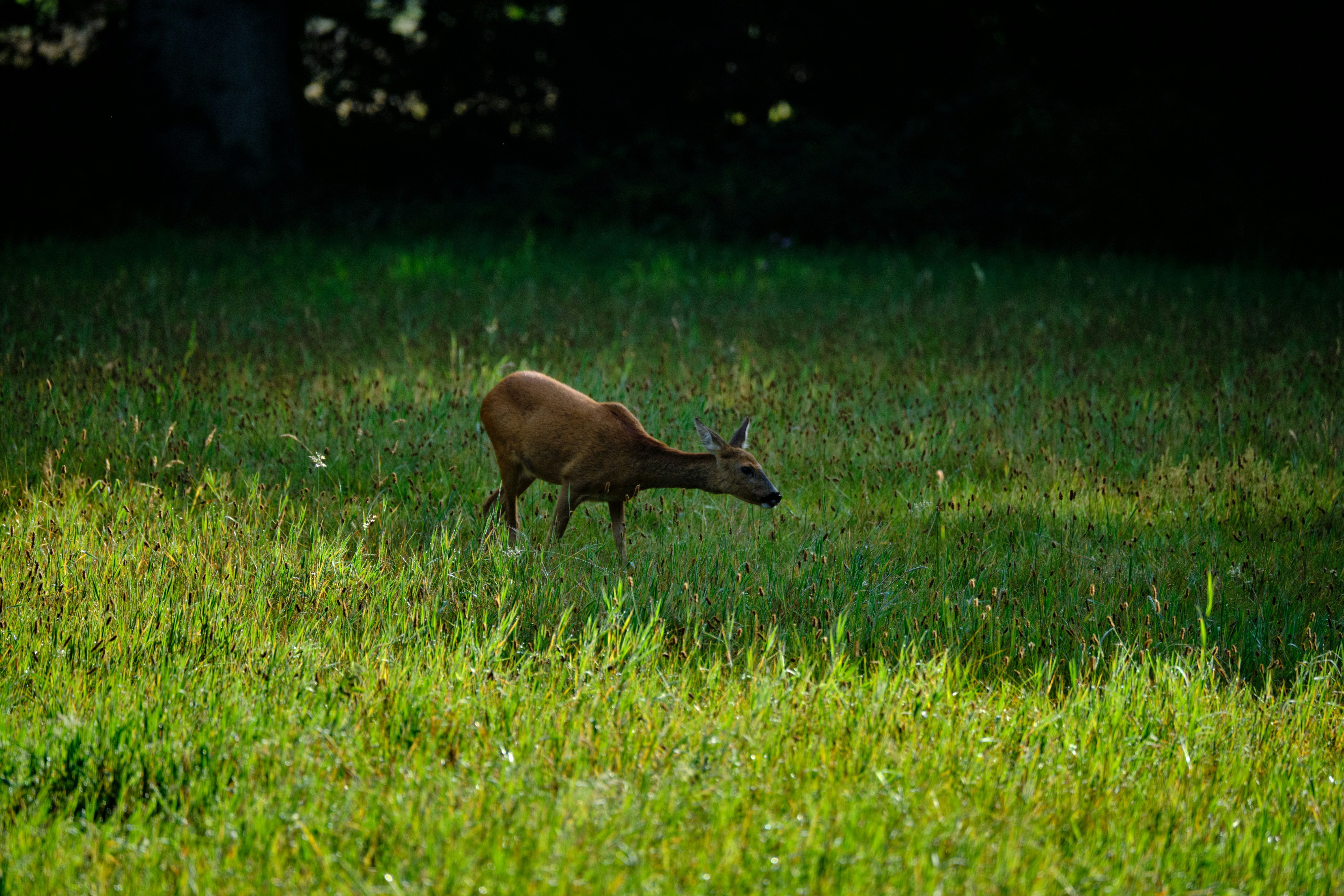 Afbeelding van Heerde