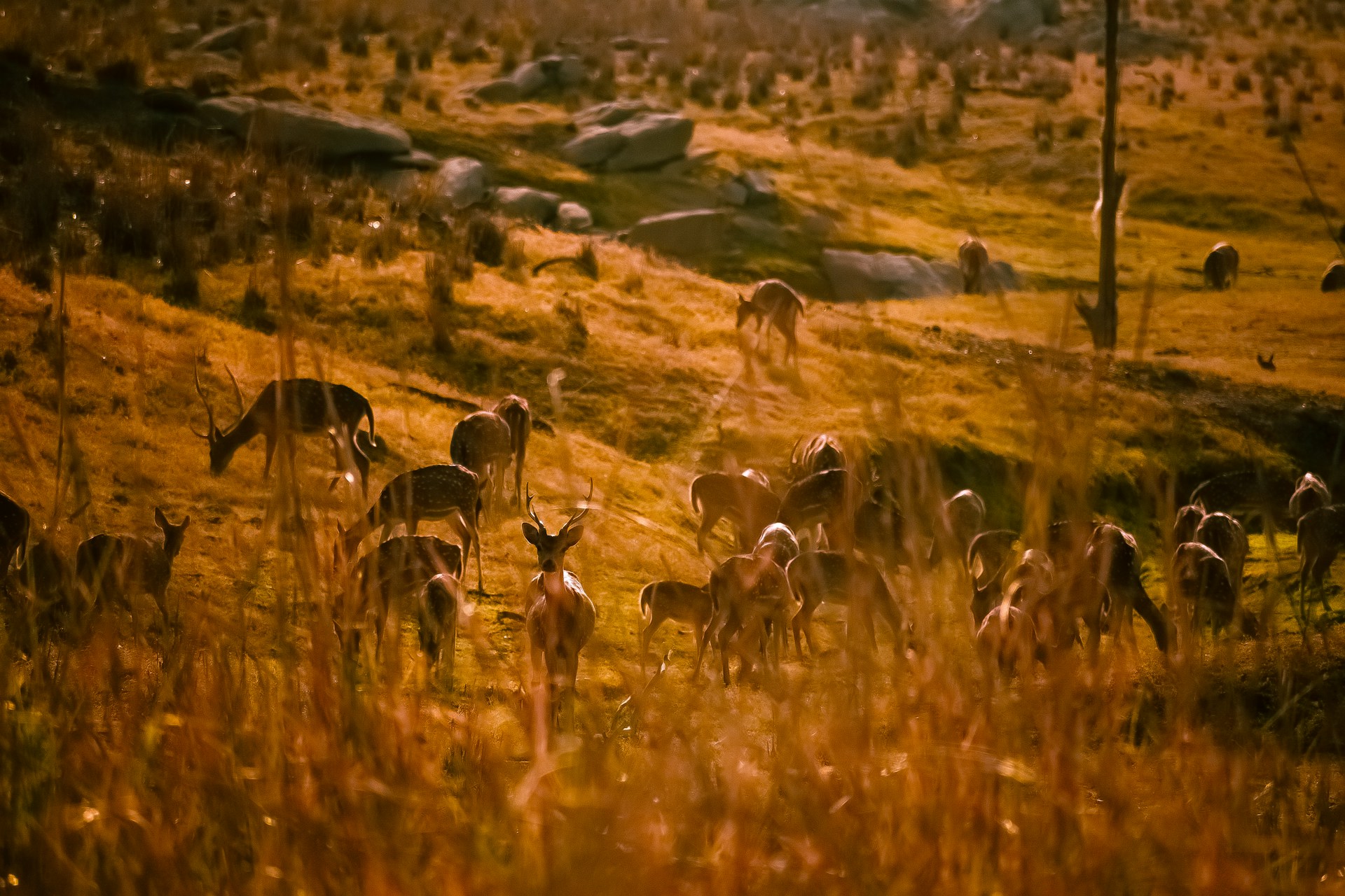 A herd of deer grazing on a grassy hillside.