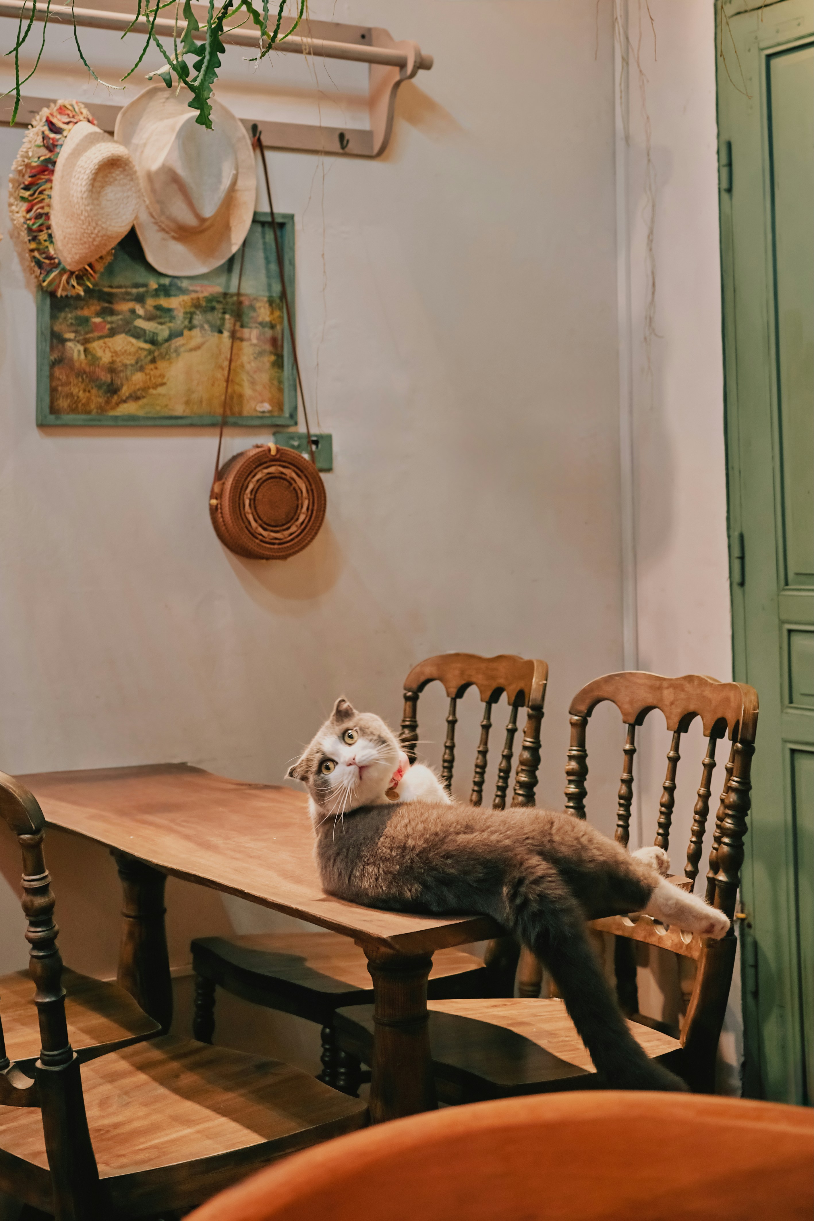 Profesyonel pet pansiyonu