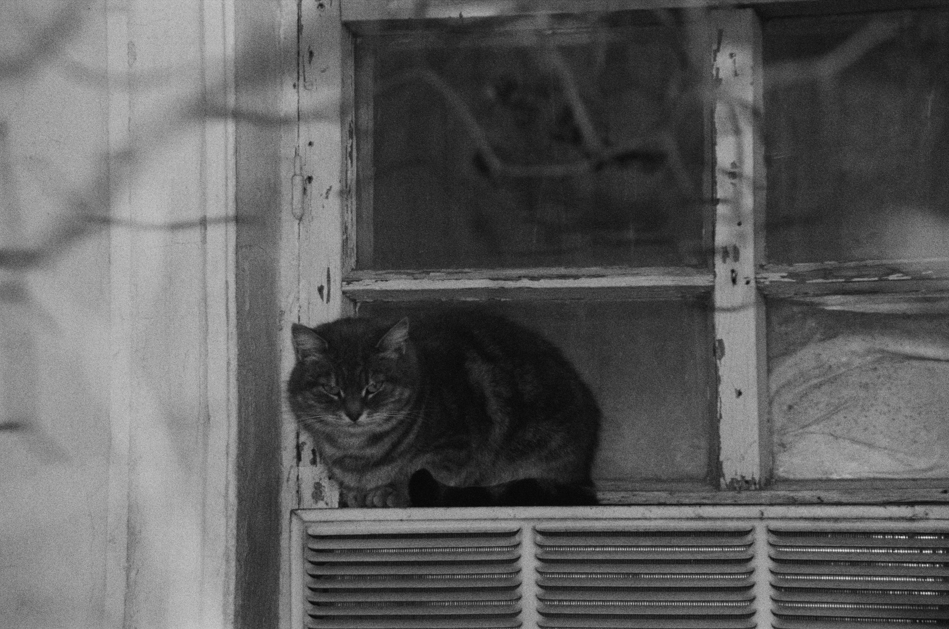 Photo by clupeonella