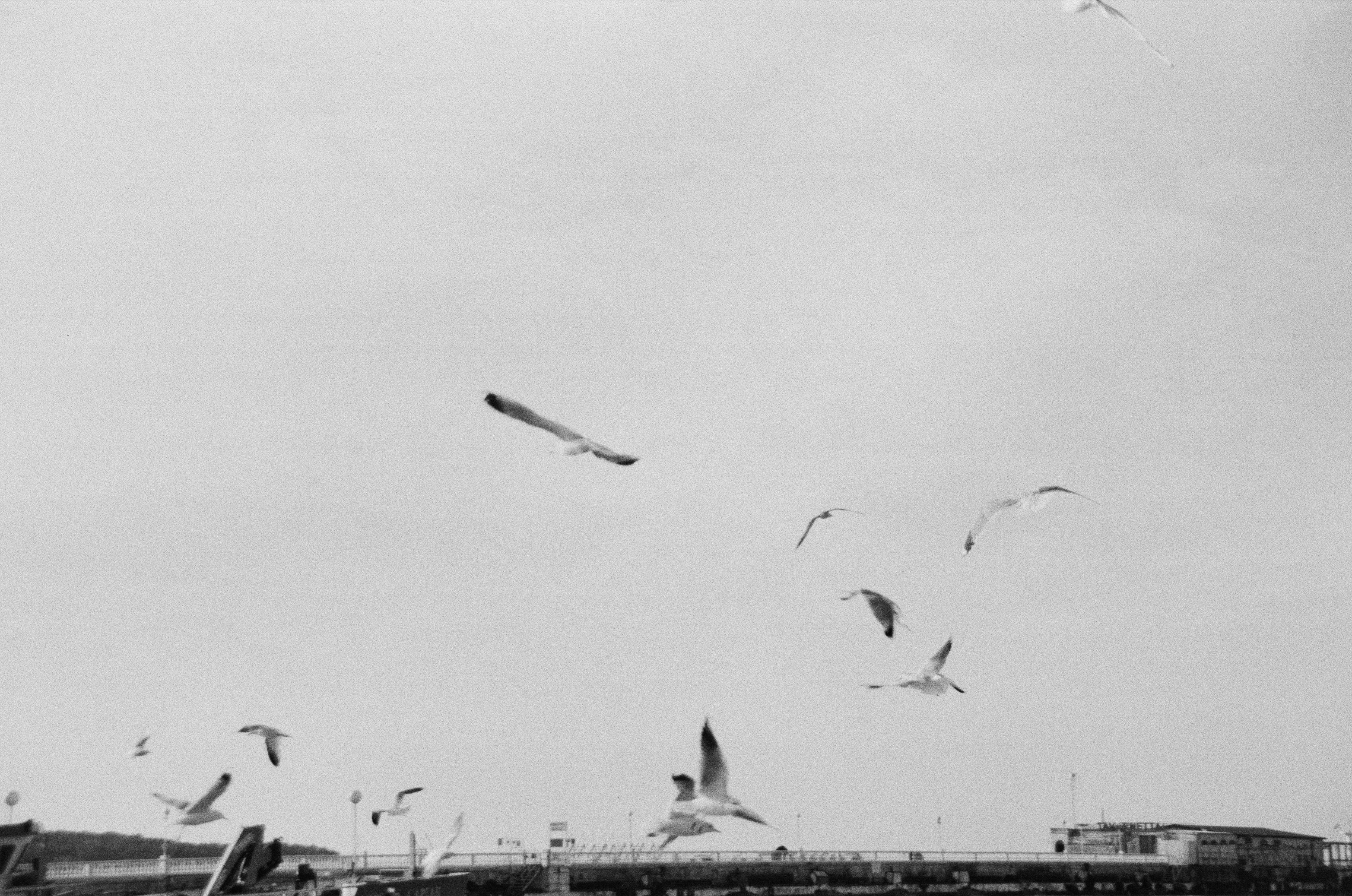 Photo by clupeonella