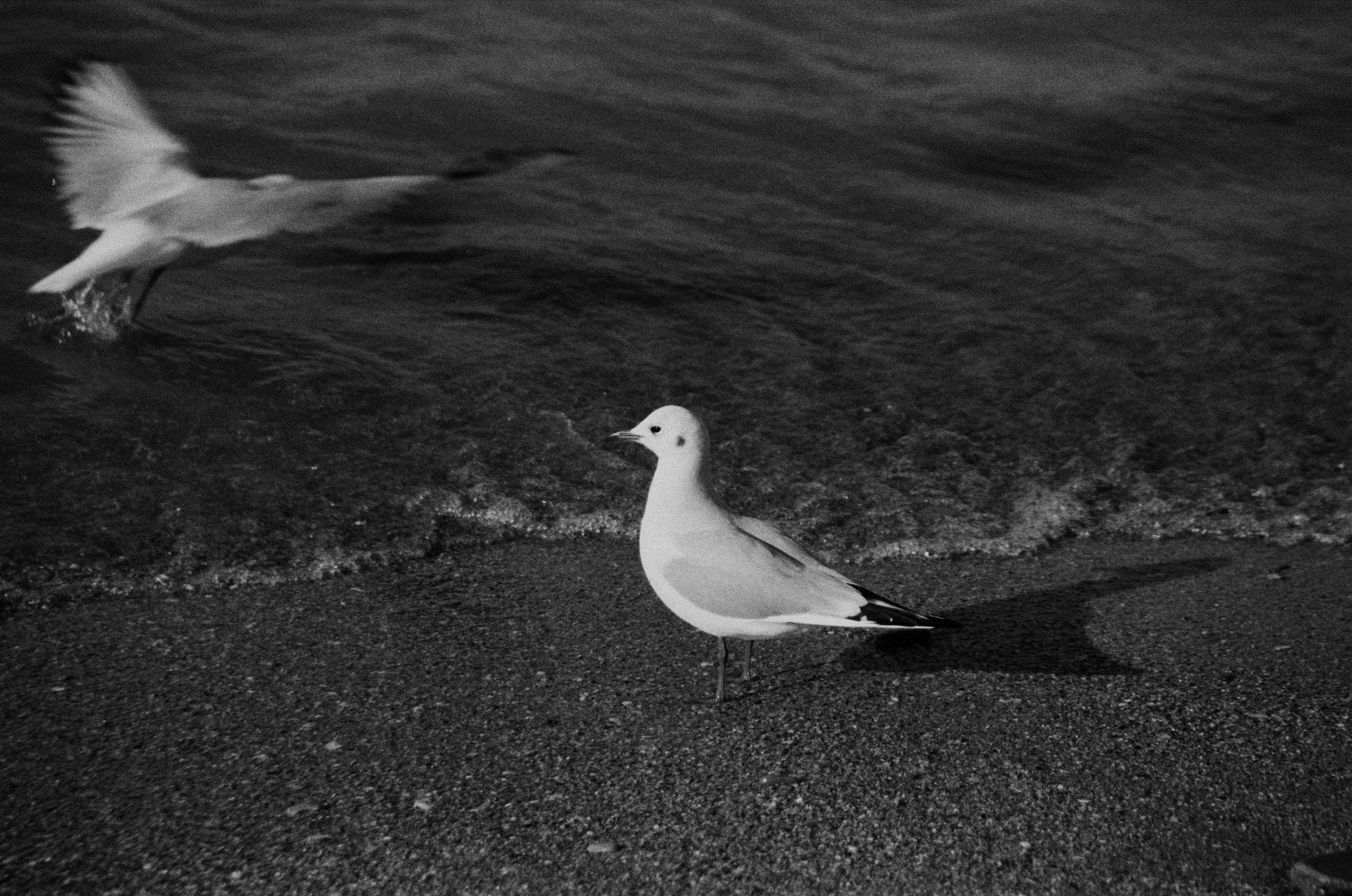 Photo by clupeonella