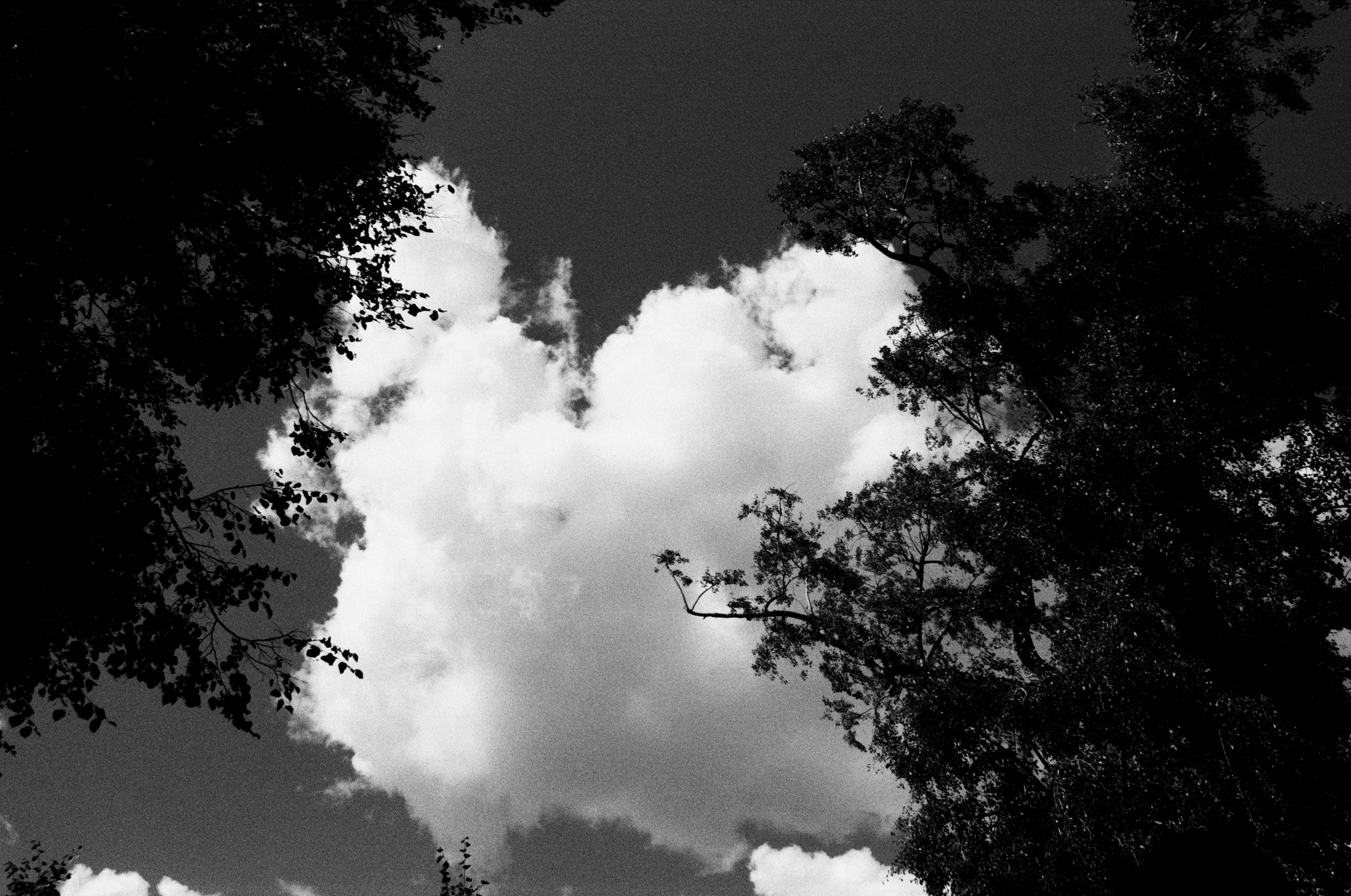 Photo by clupeonella