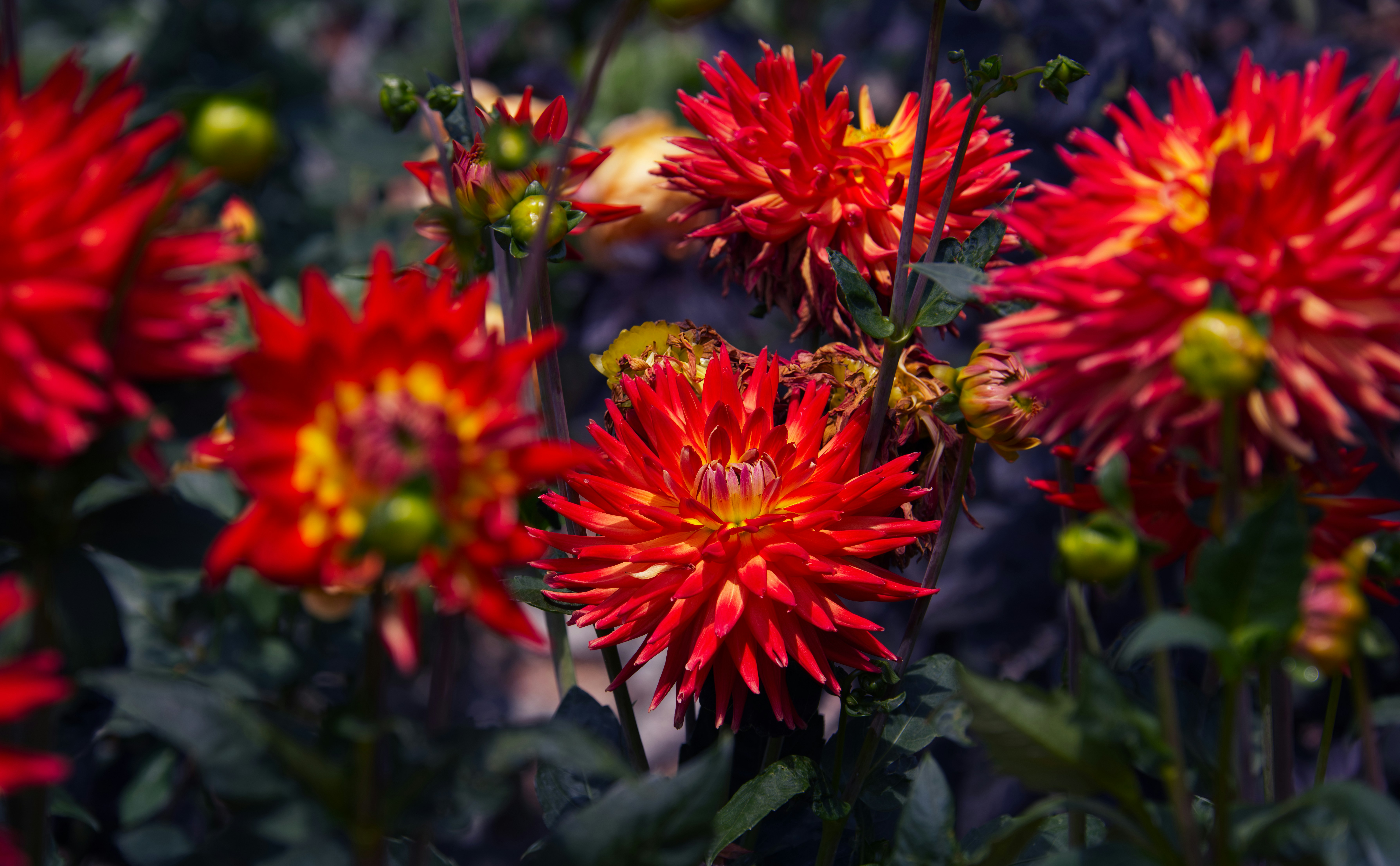 Vibrant red dahlias bloom in a garden setting.