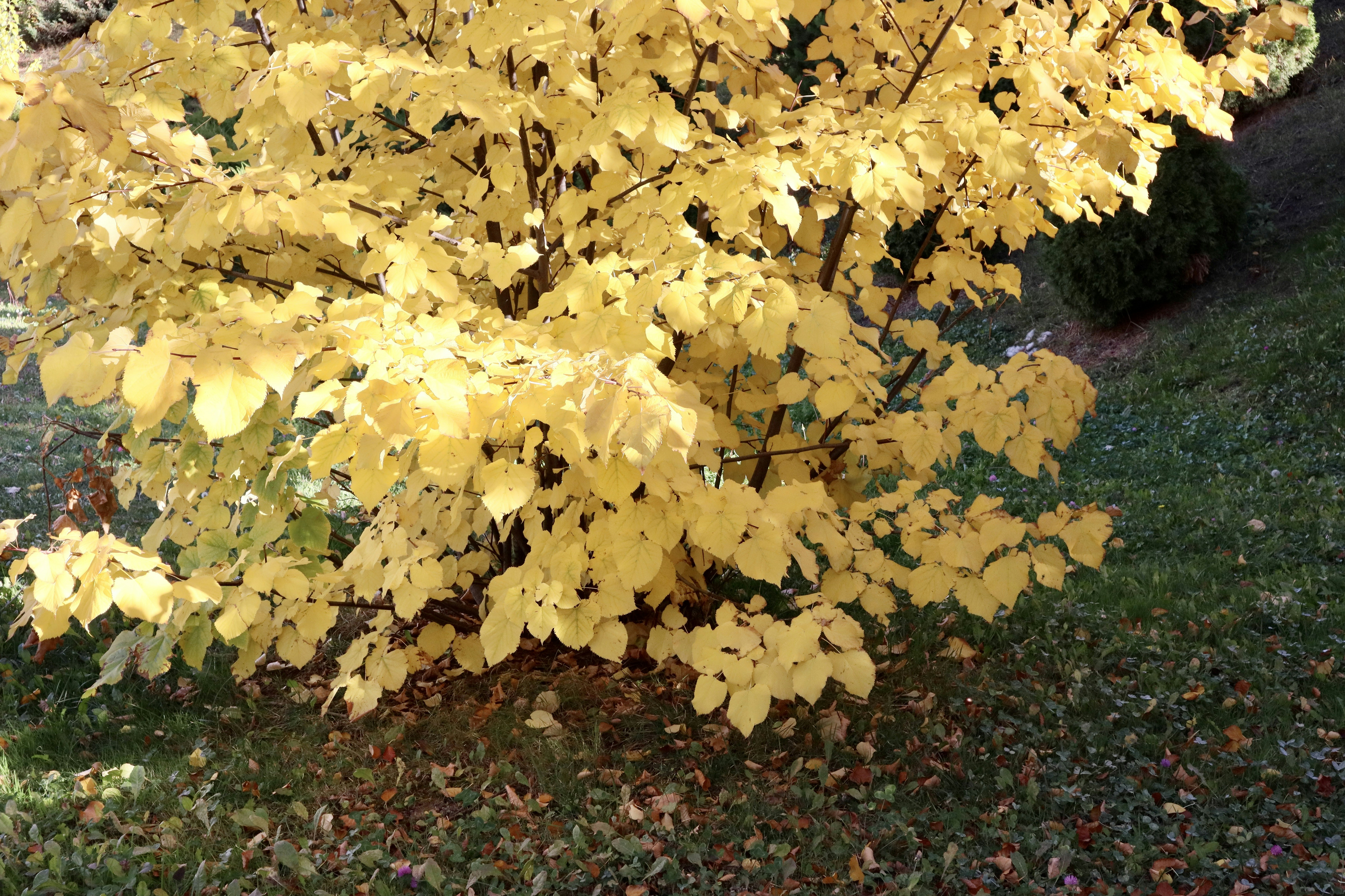 A tree with bright yellow autumn leaves