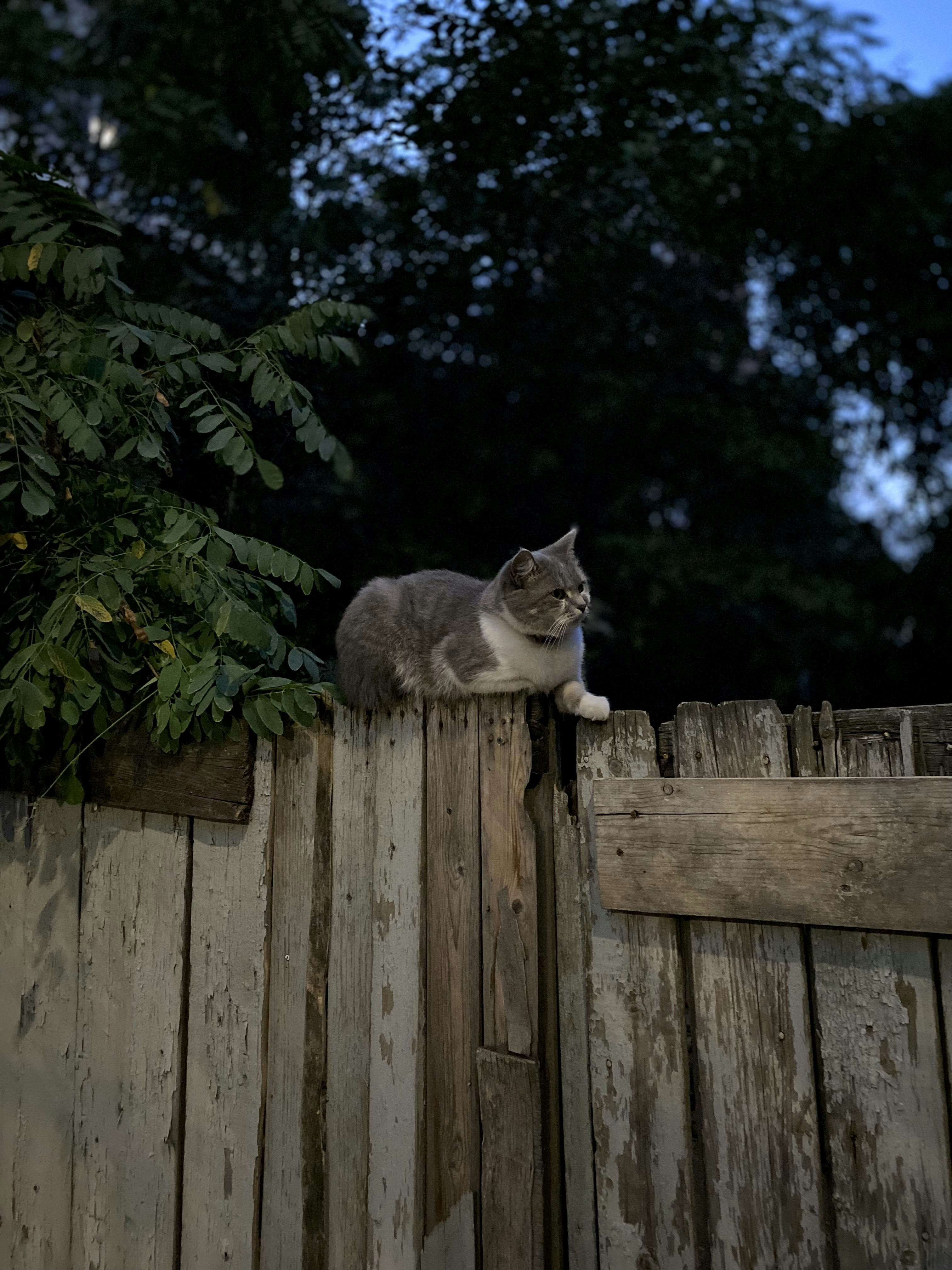 A gray and white cat sits on a wooden fence.