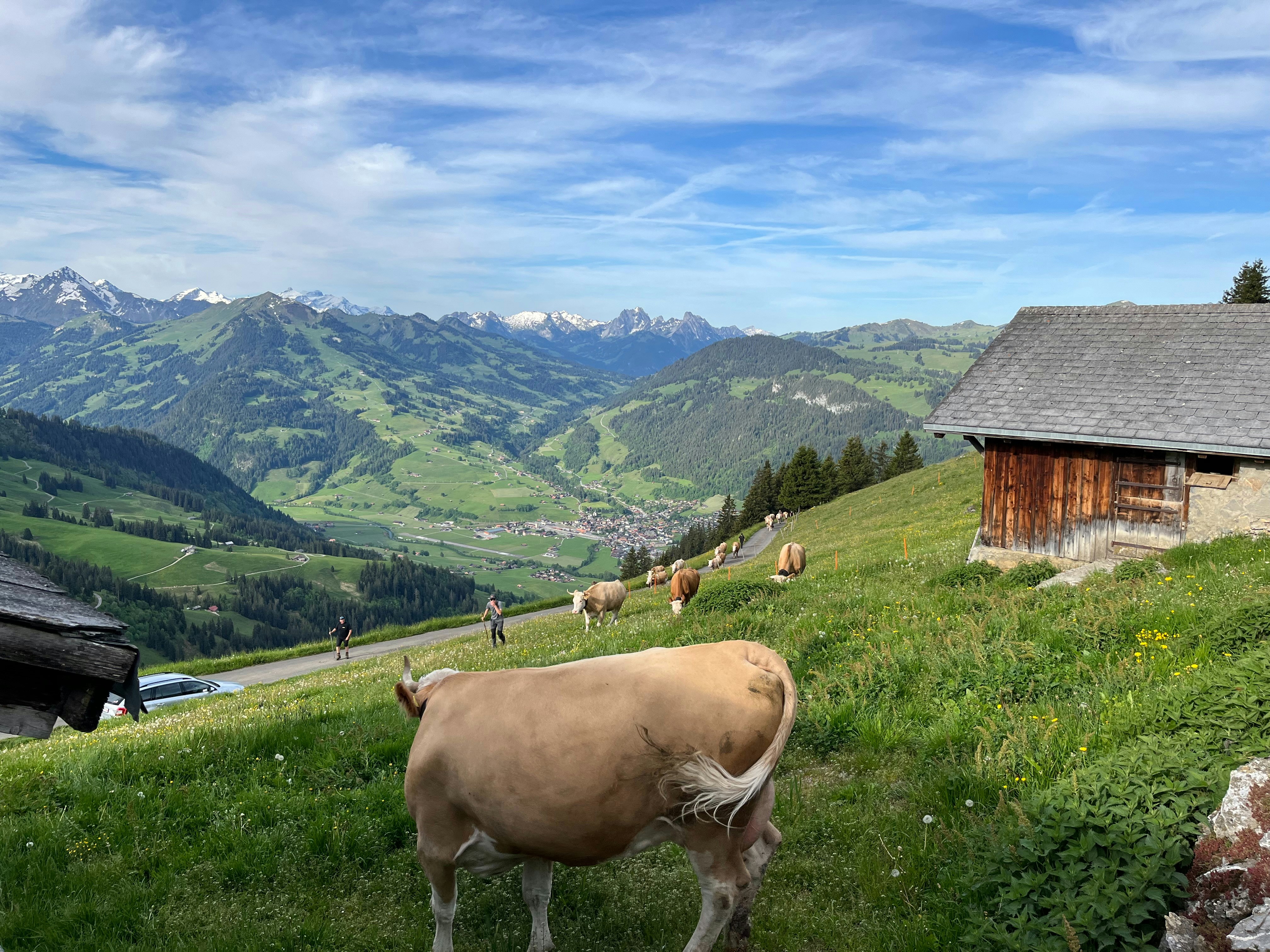 Cows grazing on a grassy hillside with mountains behind