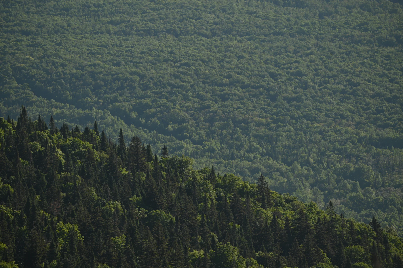 Endangered Species Act “harm” rollback litigation