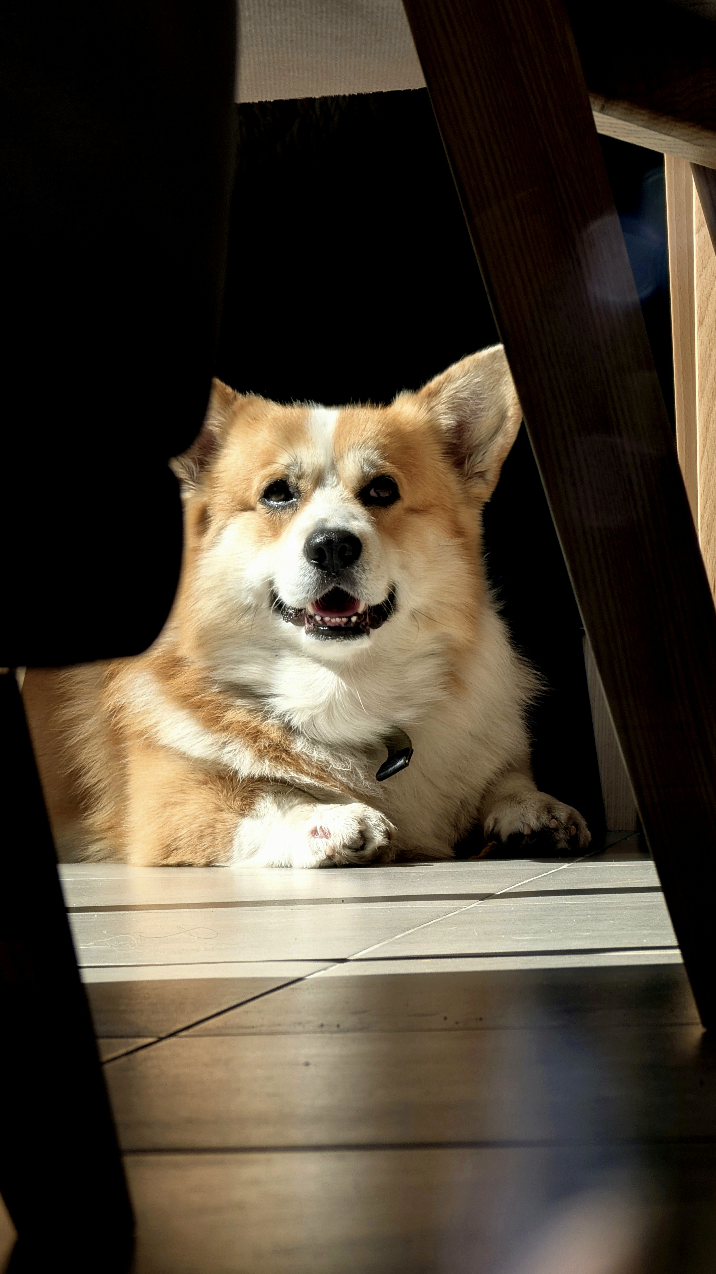 A happy corgi dog peeking from under furniture.
