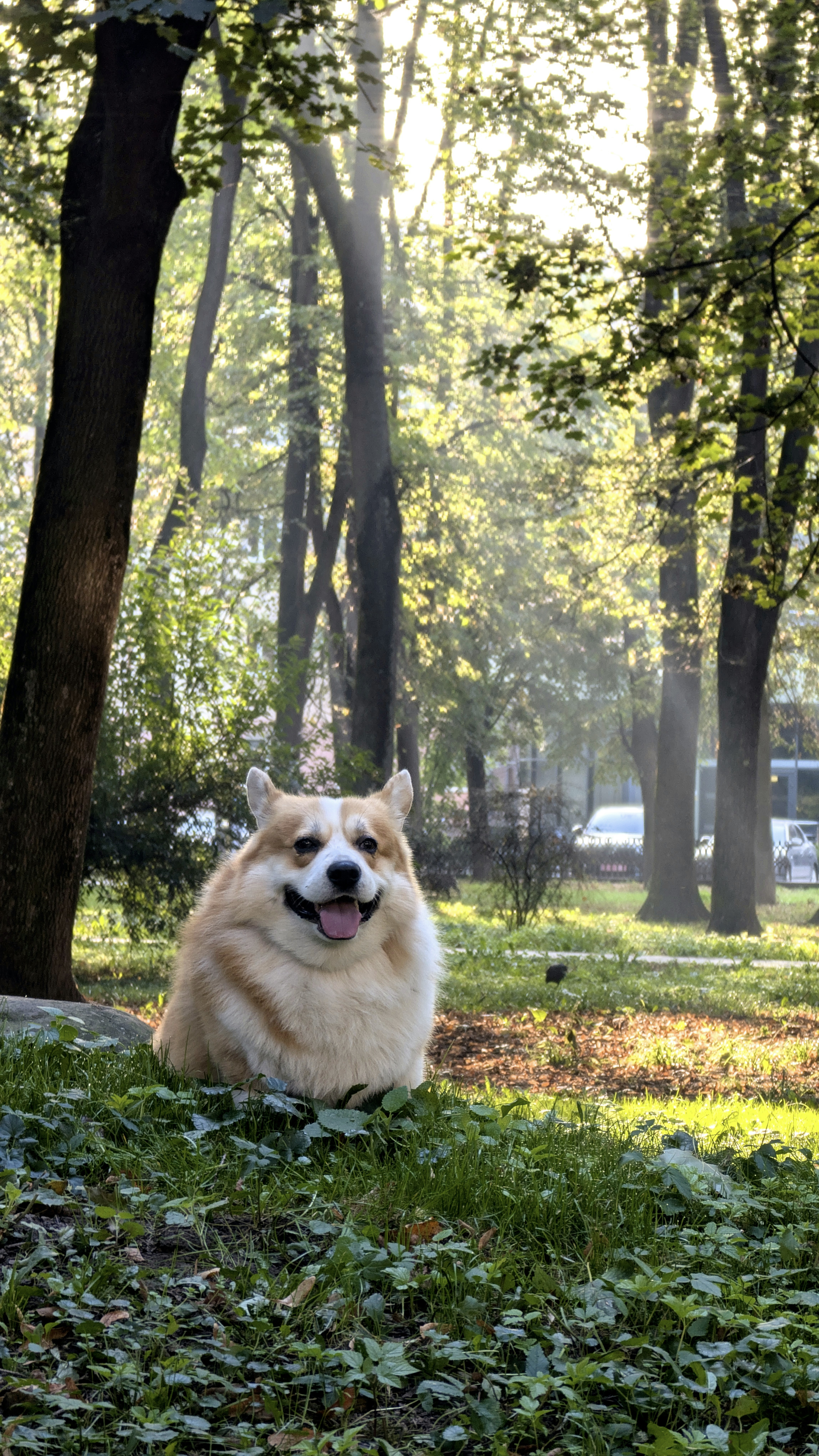 A happy corgi sits in a sunlit park.