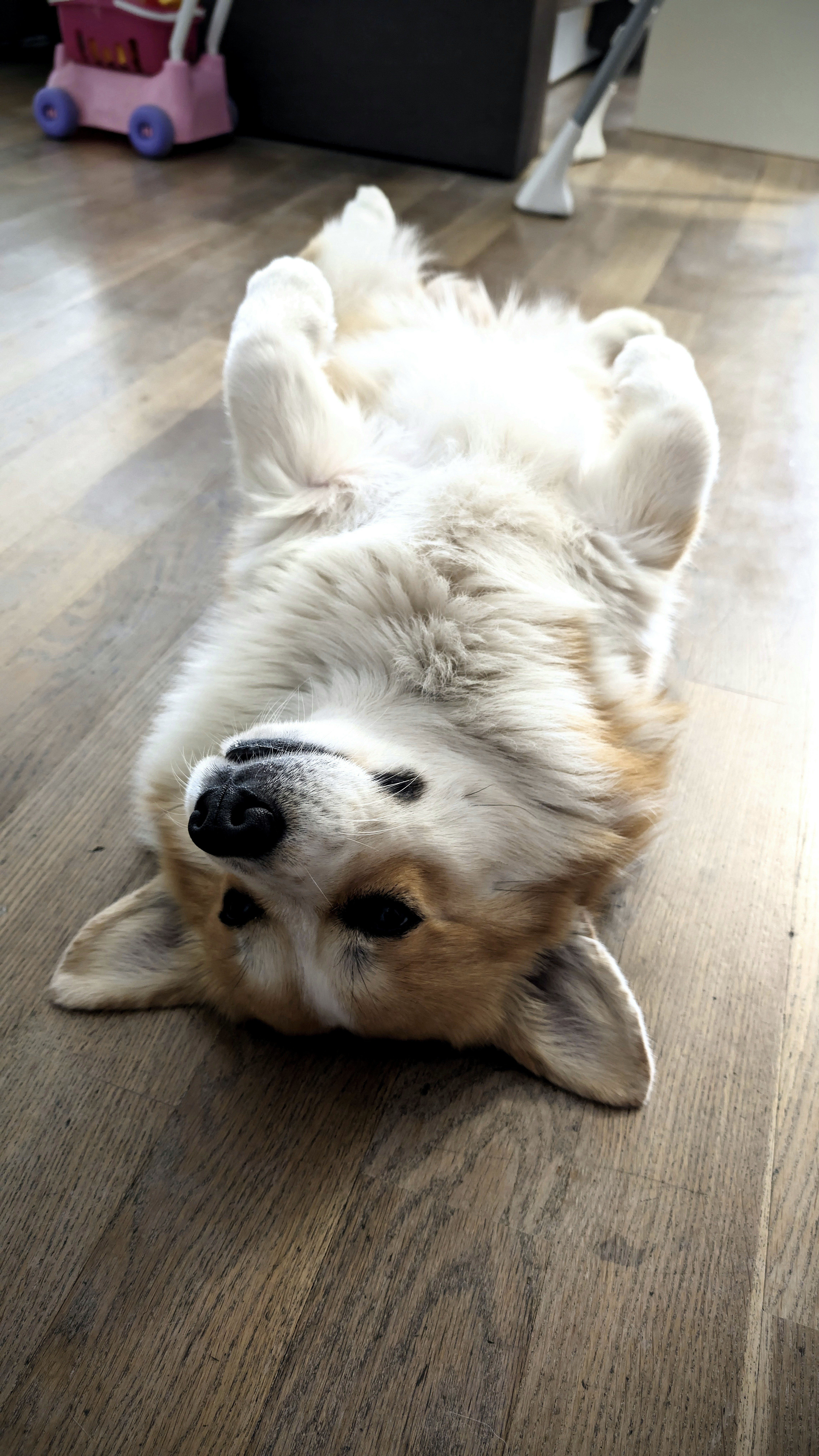 A fluffy dog rolls on its back on the floor.