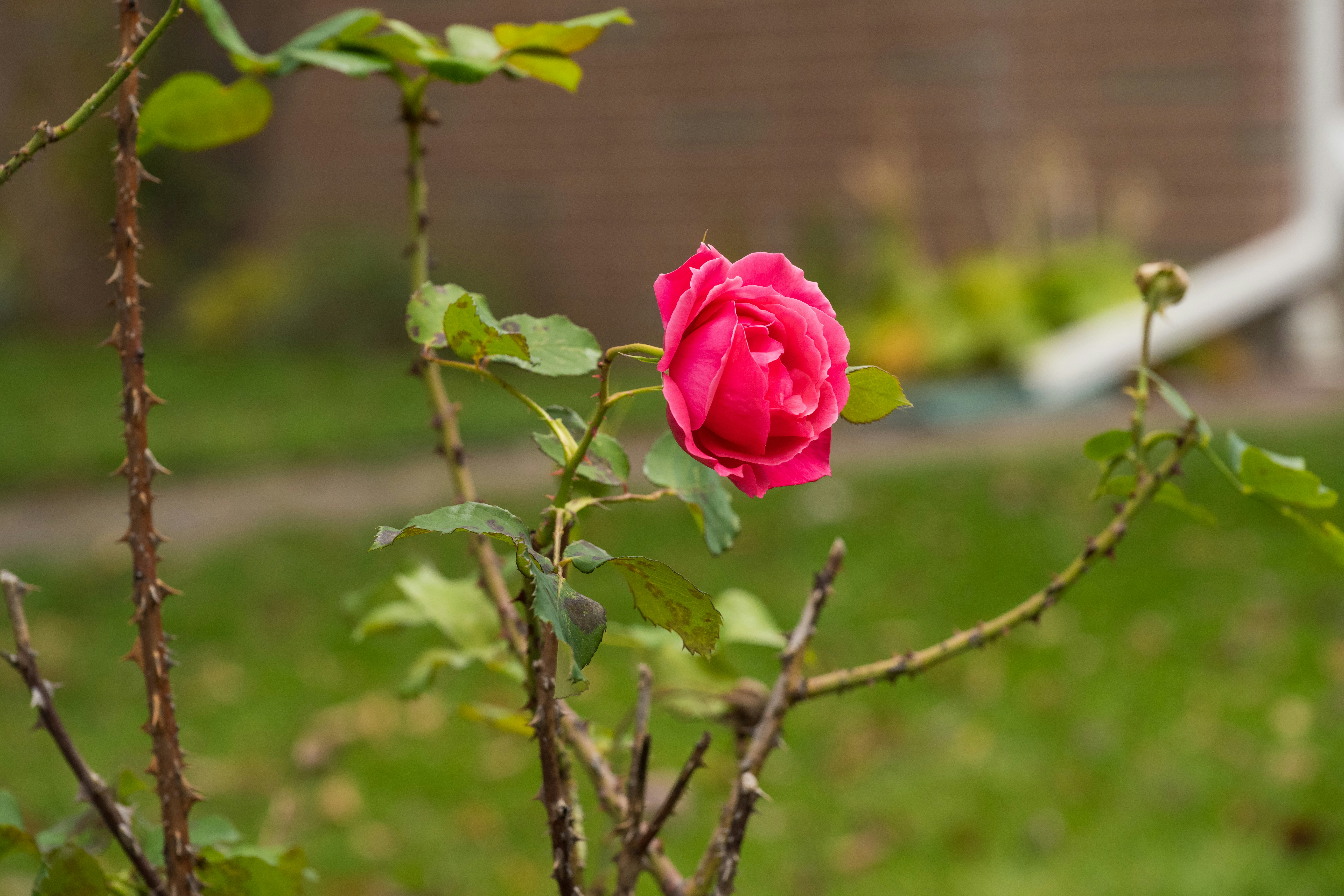 A single pink rose blooms on a thorny stem.