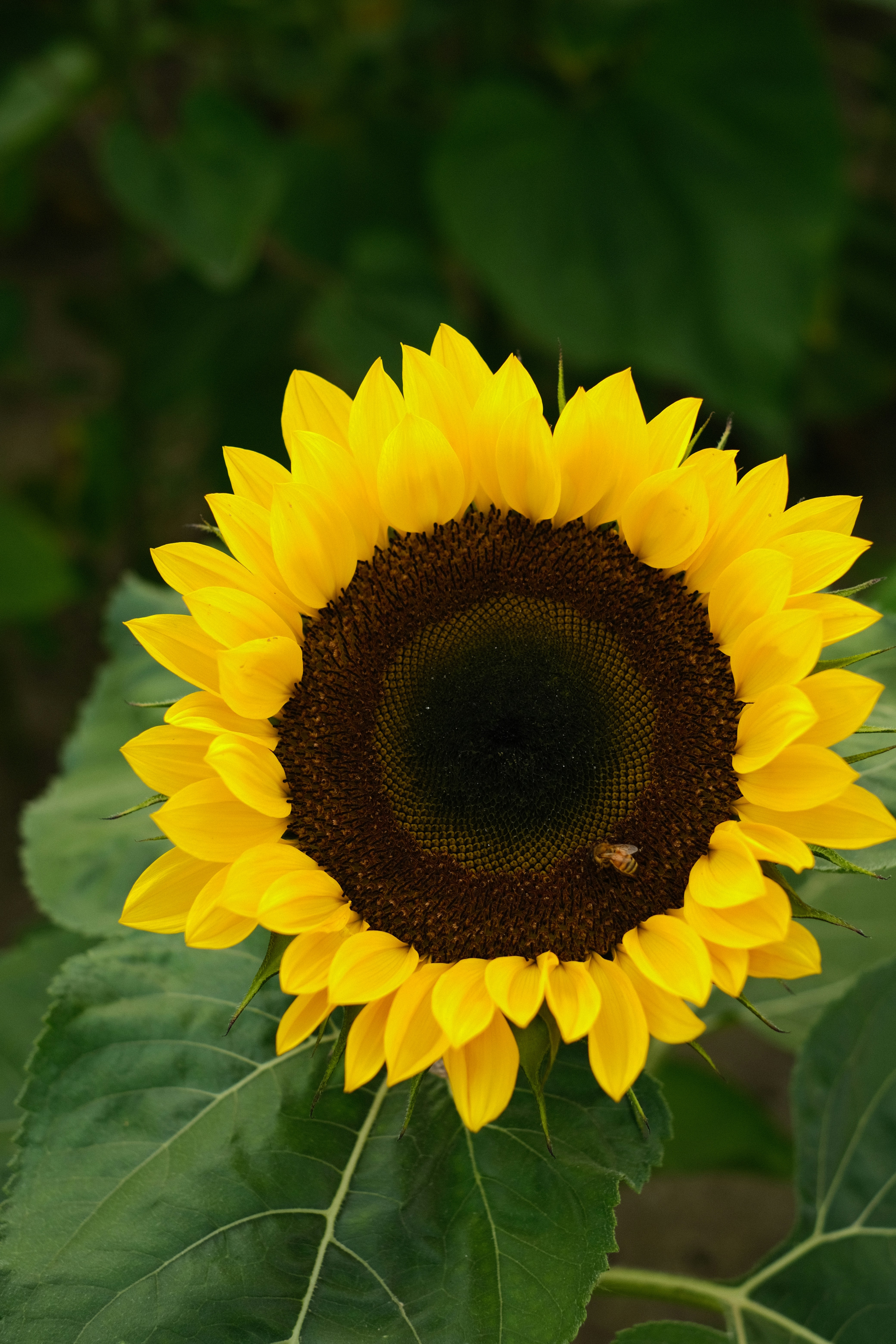 Photo by jillguineapiggy