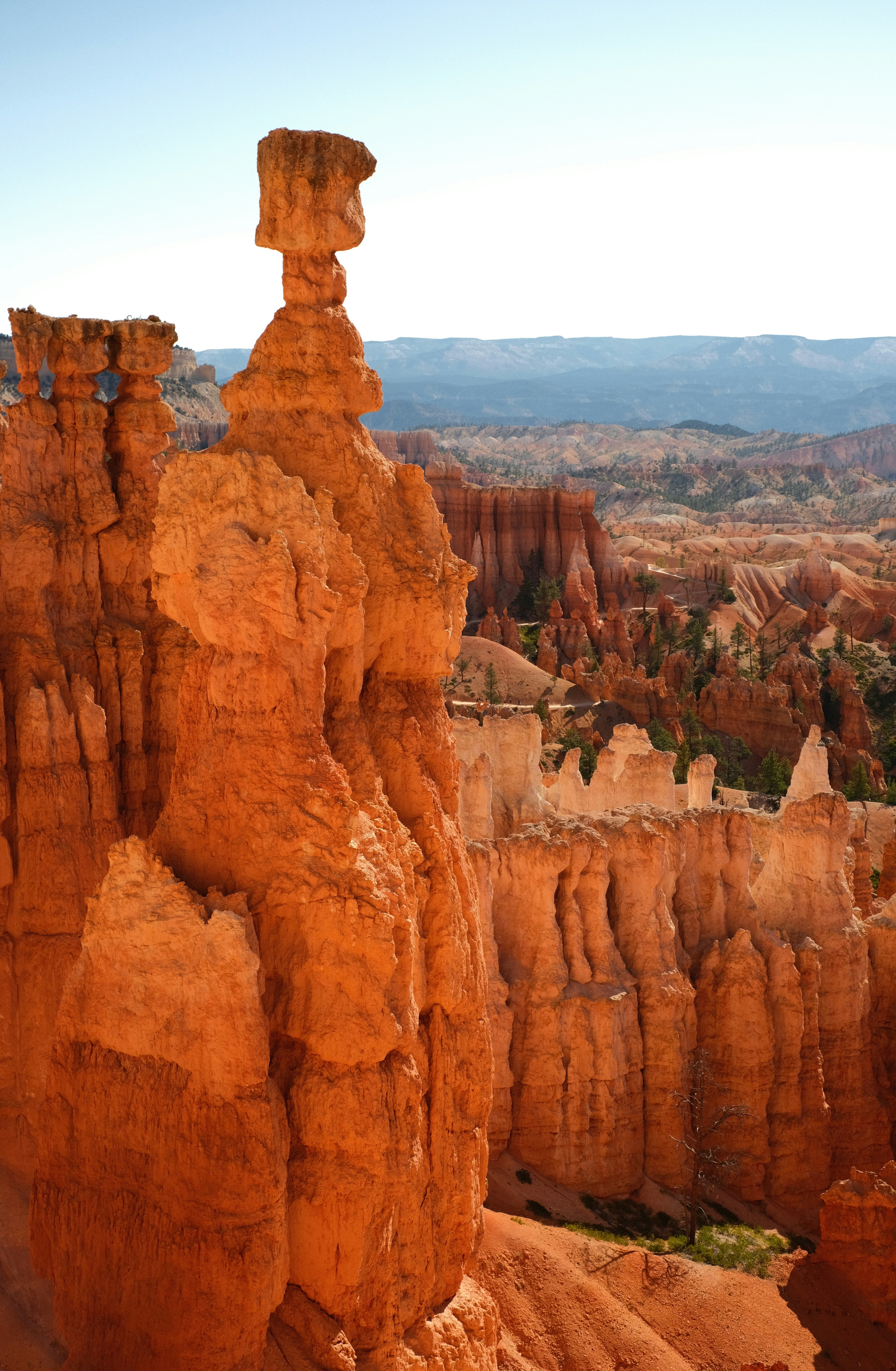 Photo by jillguineapiggy