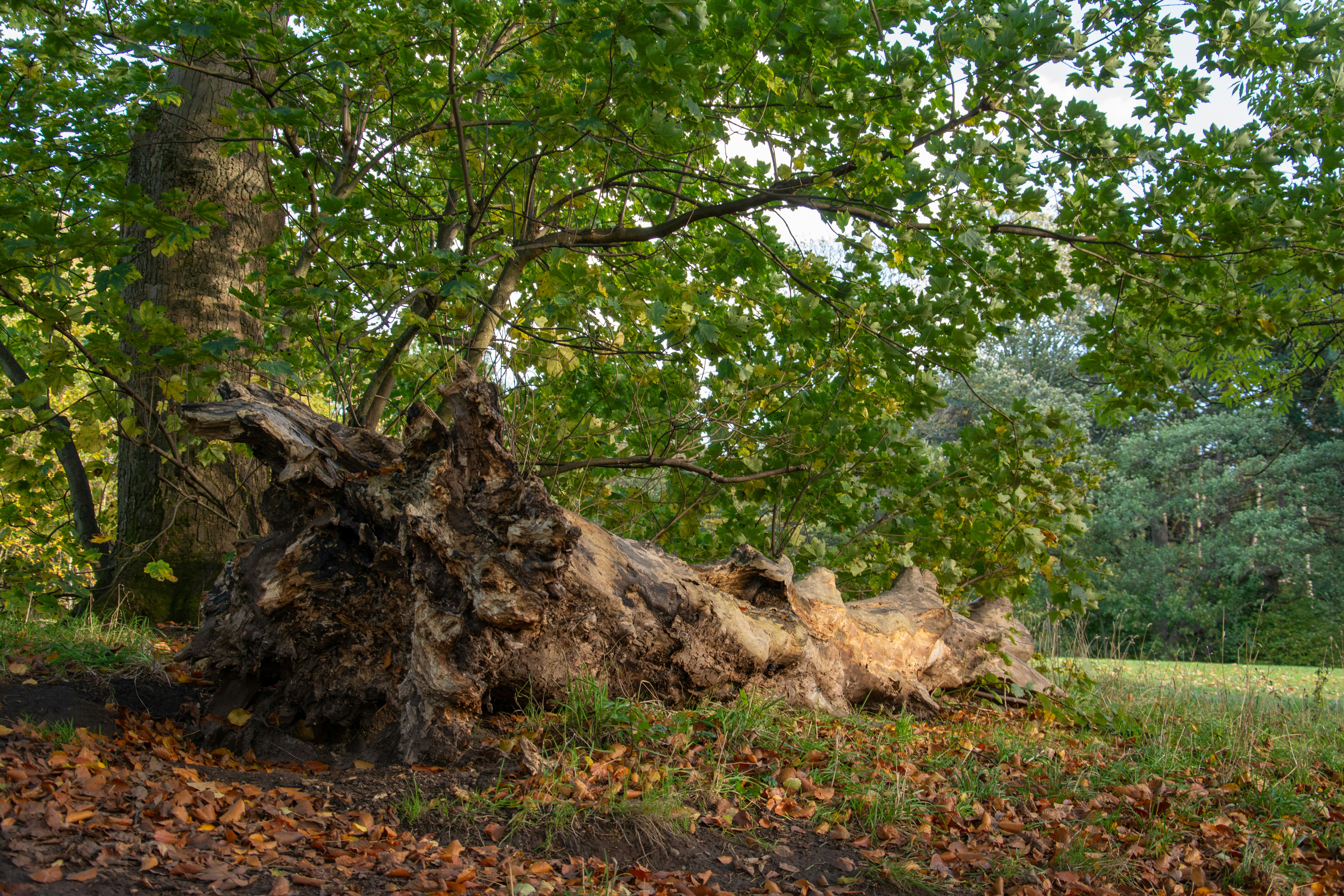 storm damaged tree - do i need permit to remove tree