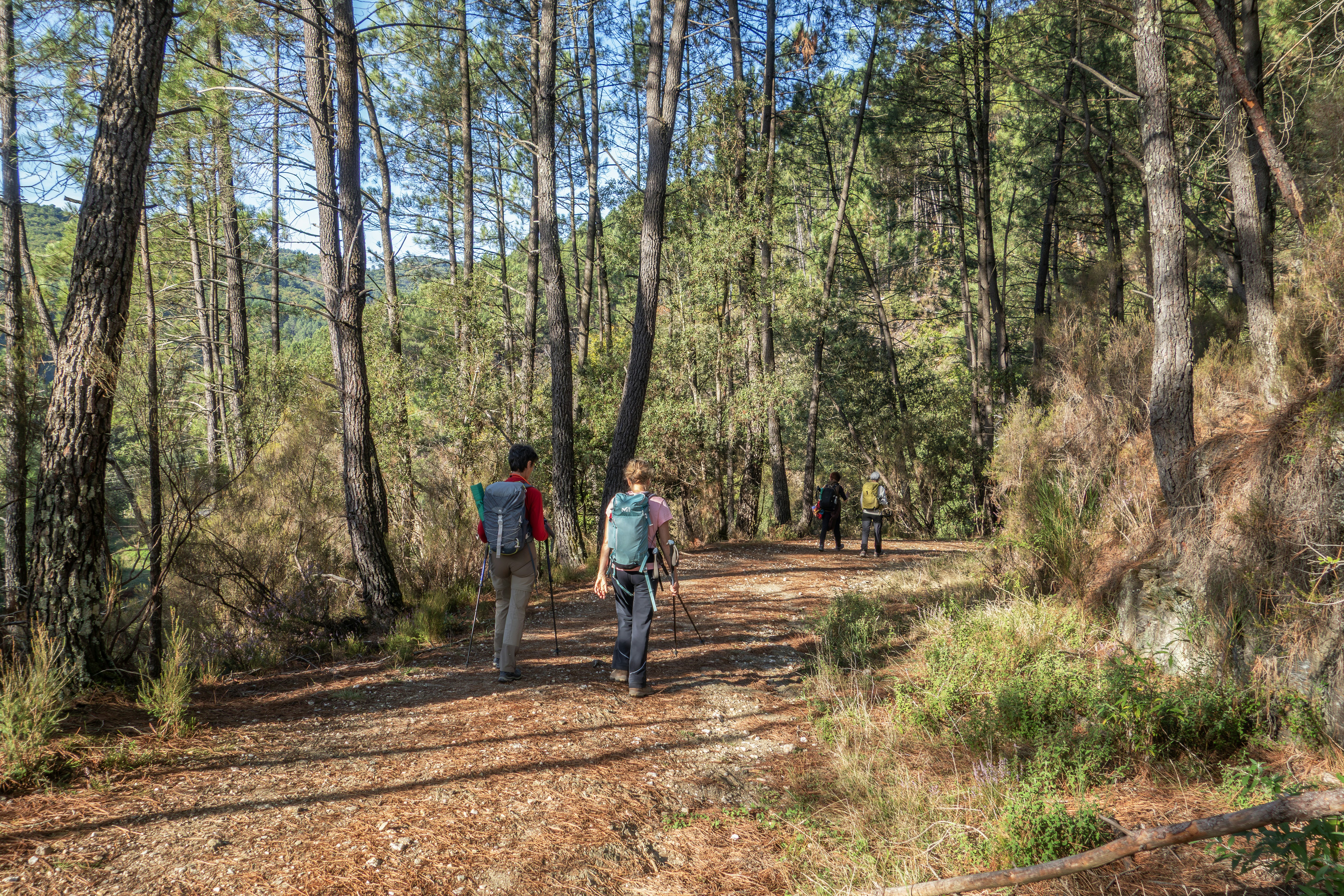 Two hikers walk on a path through a forest.