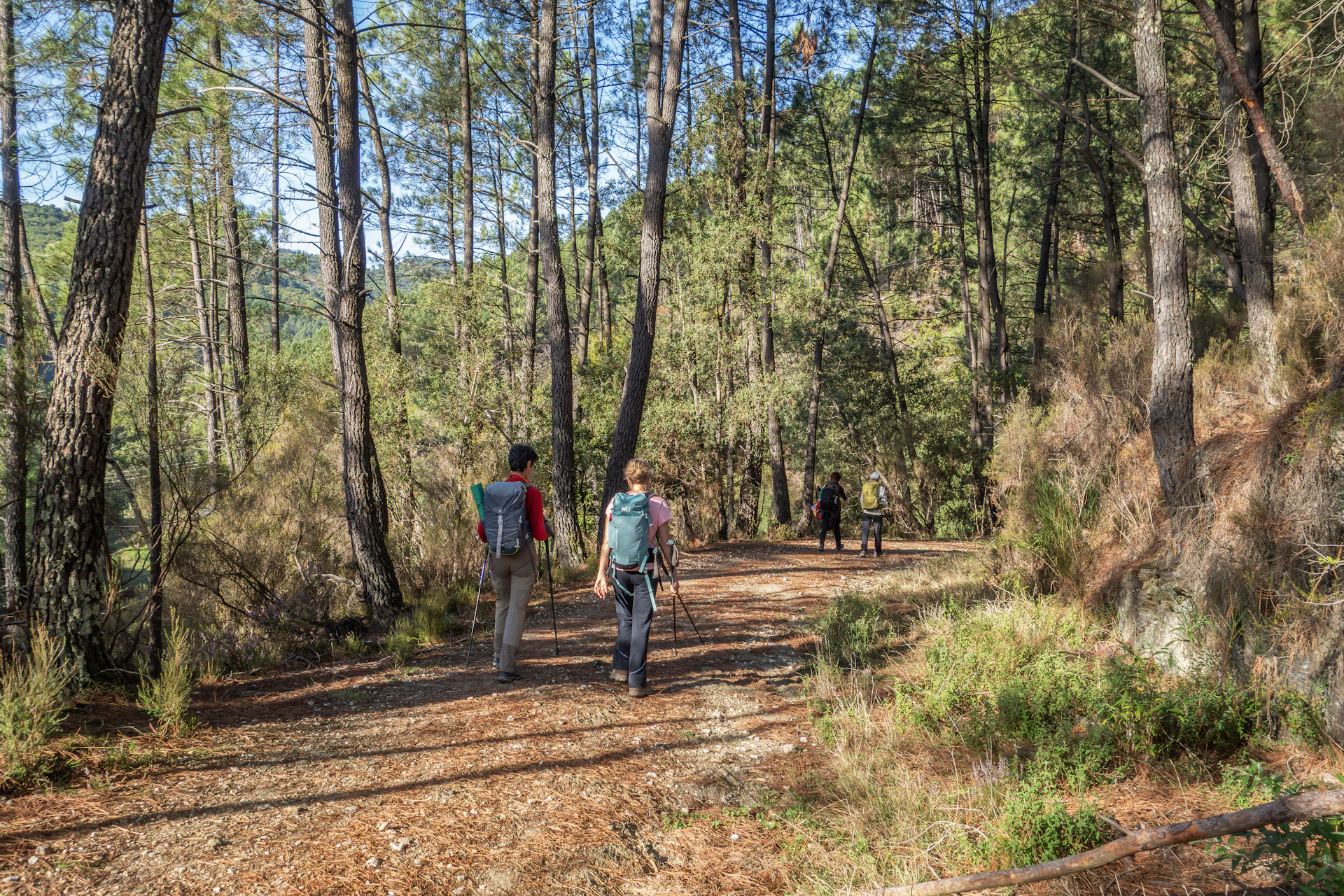 Two hikers walk on a path through a forest.