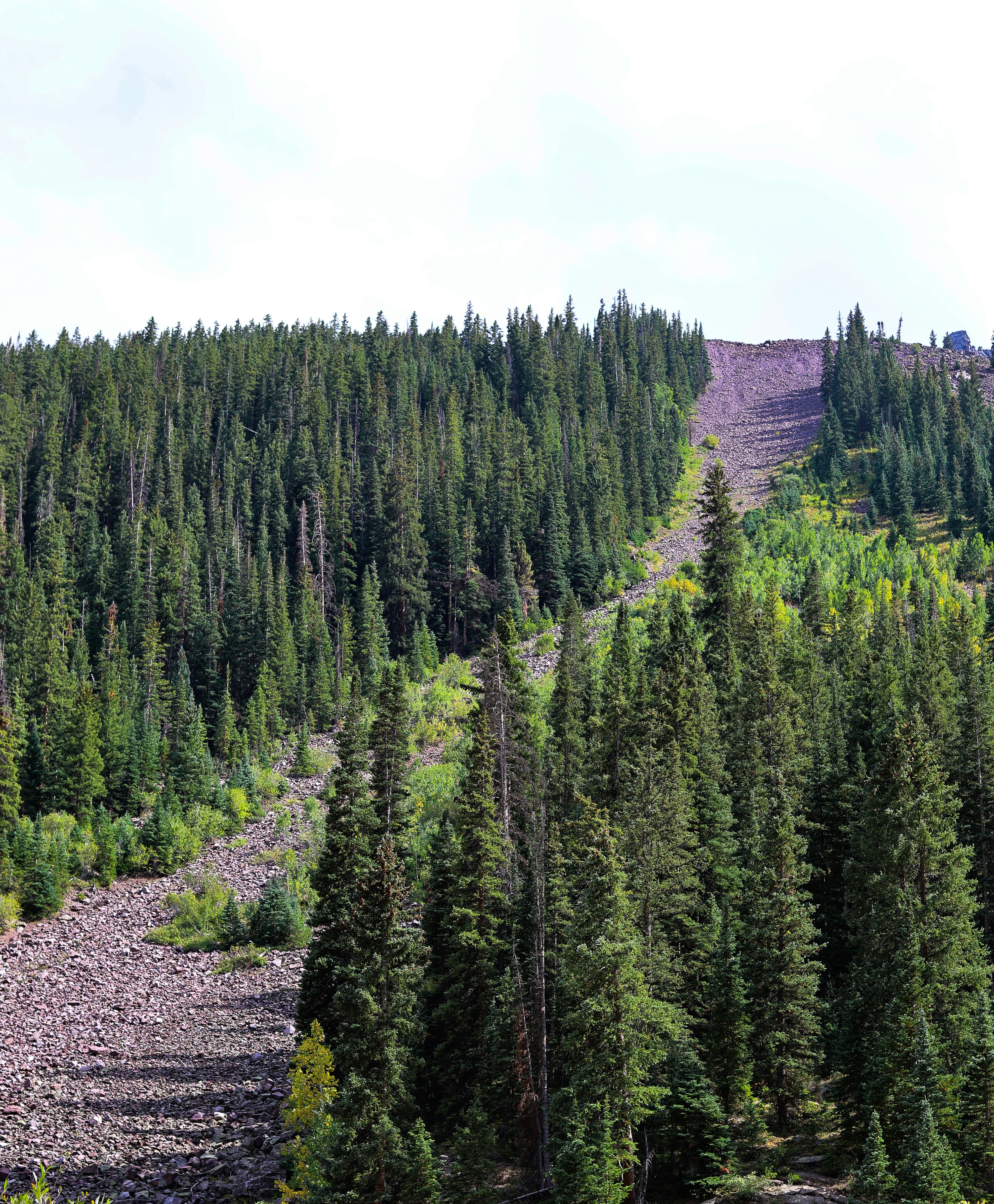 Fitta foresta sempreverde su un fianco roccioso della montagna.